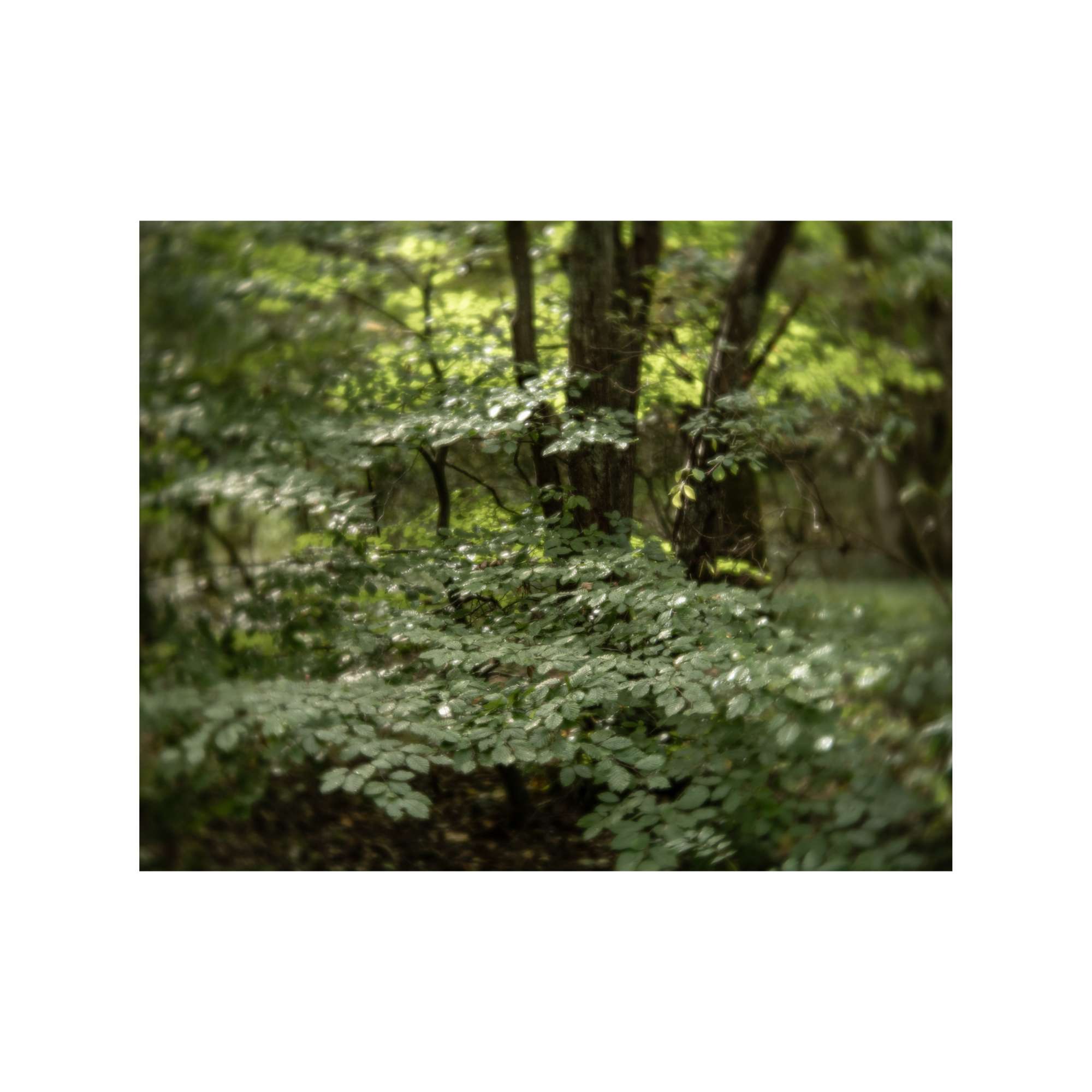 River Study by Paul Gallagher