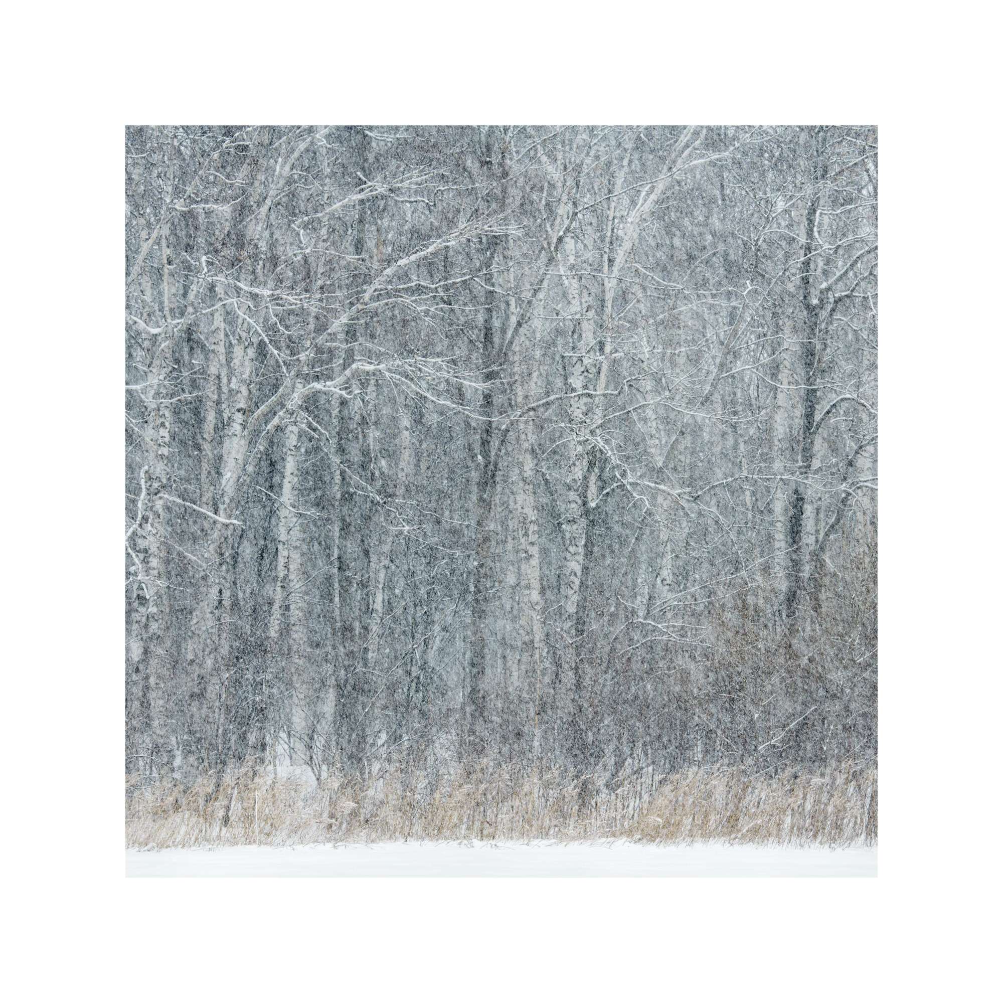 Snow Wood