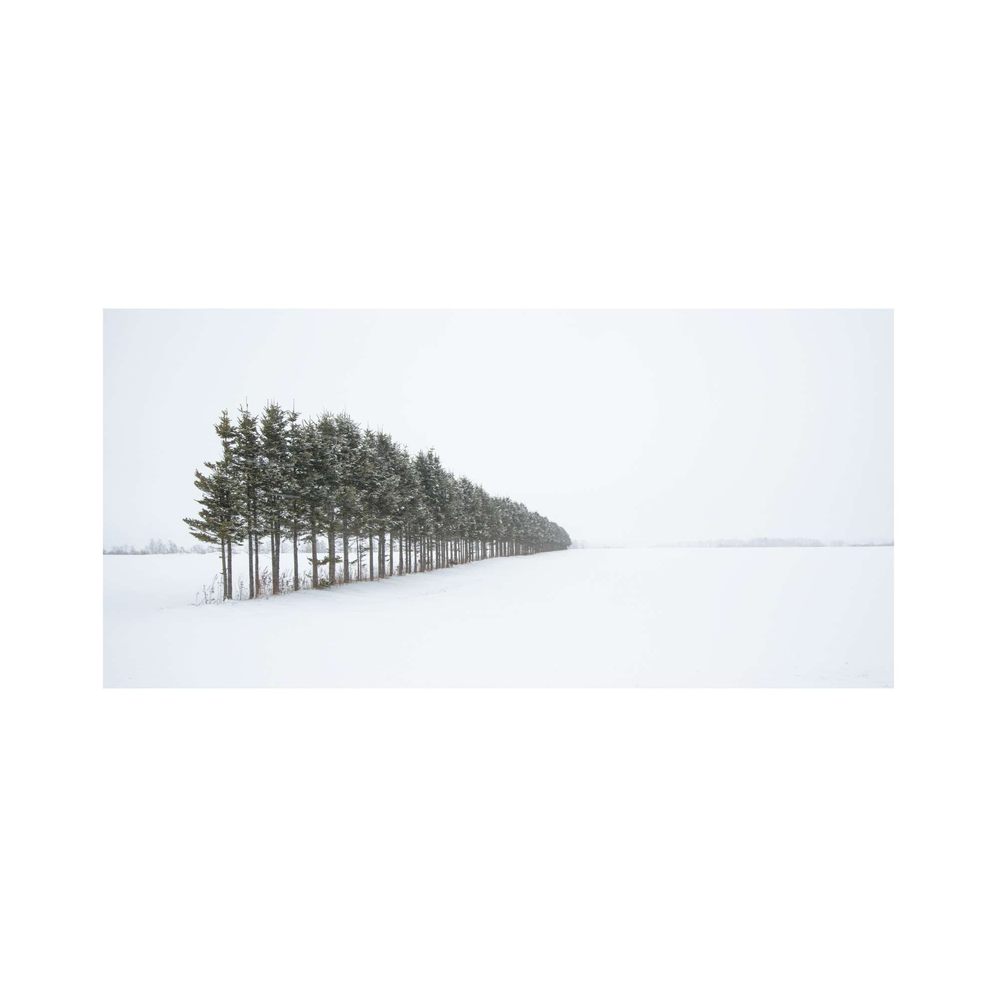 Wind Break
