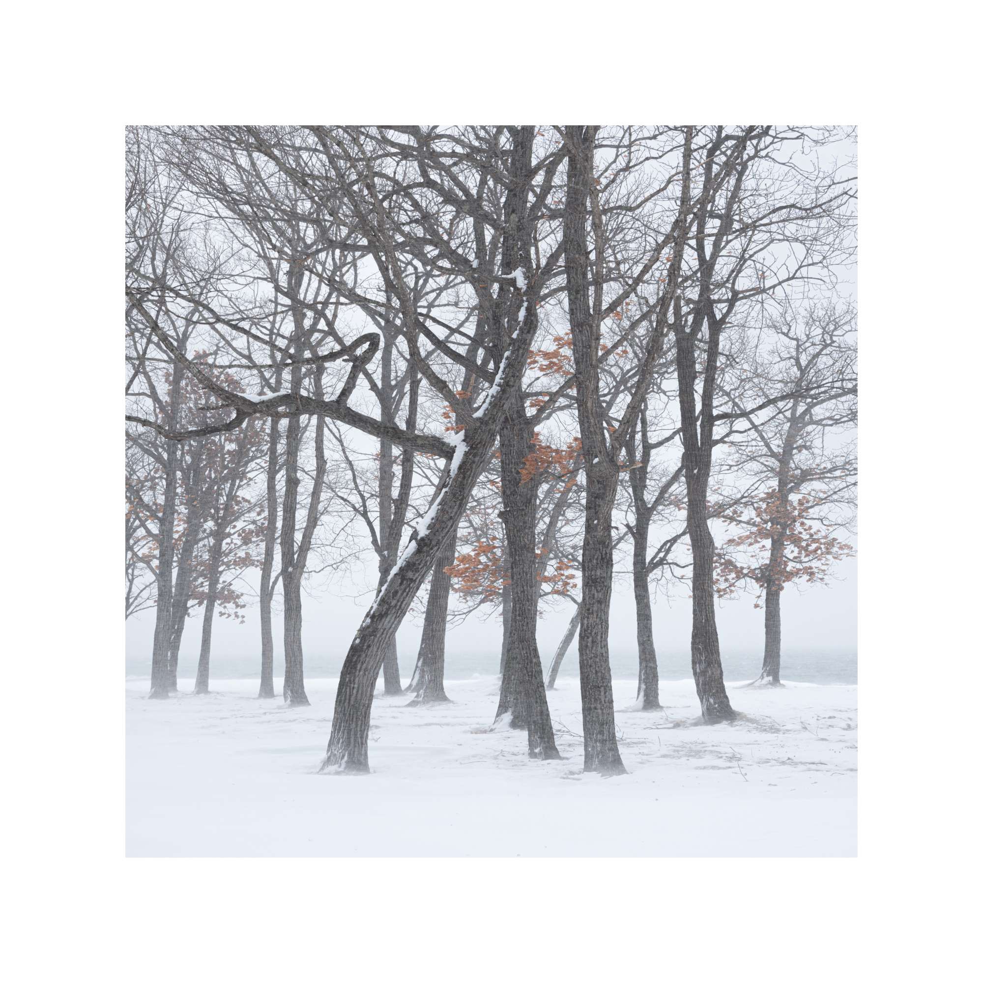 Dancing trees in snow storm