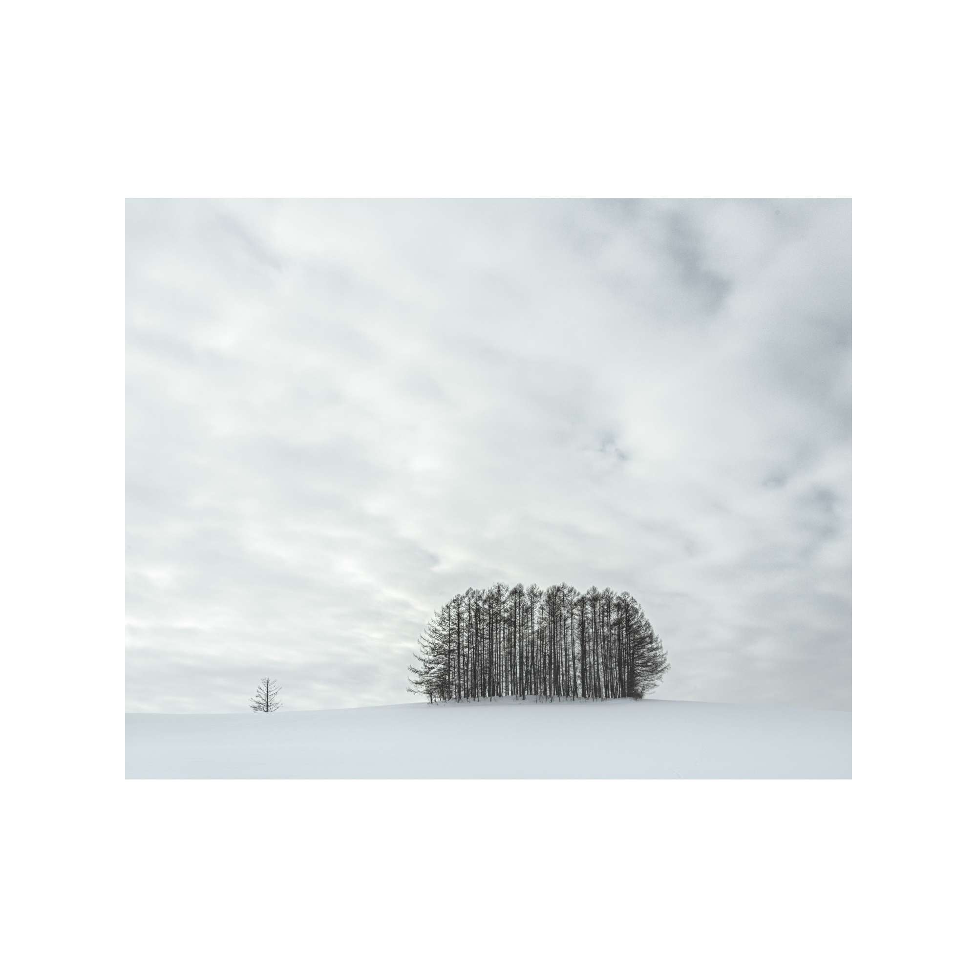 Mita Copse