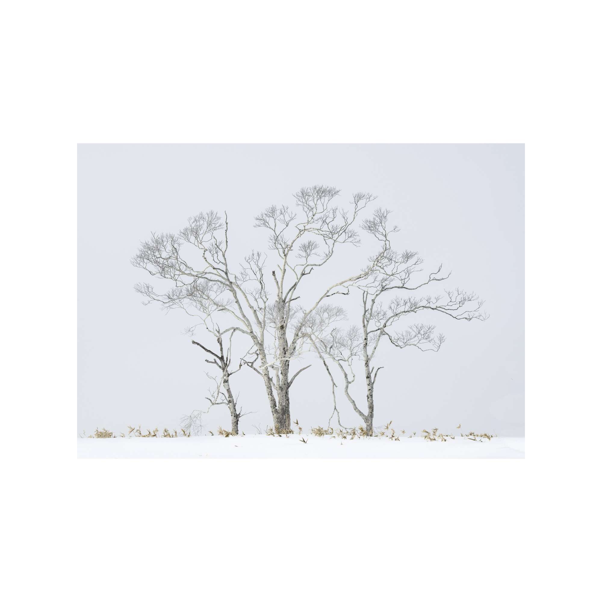 Ancient Birch