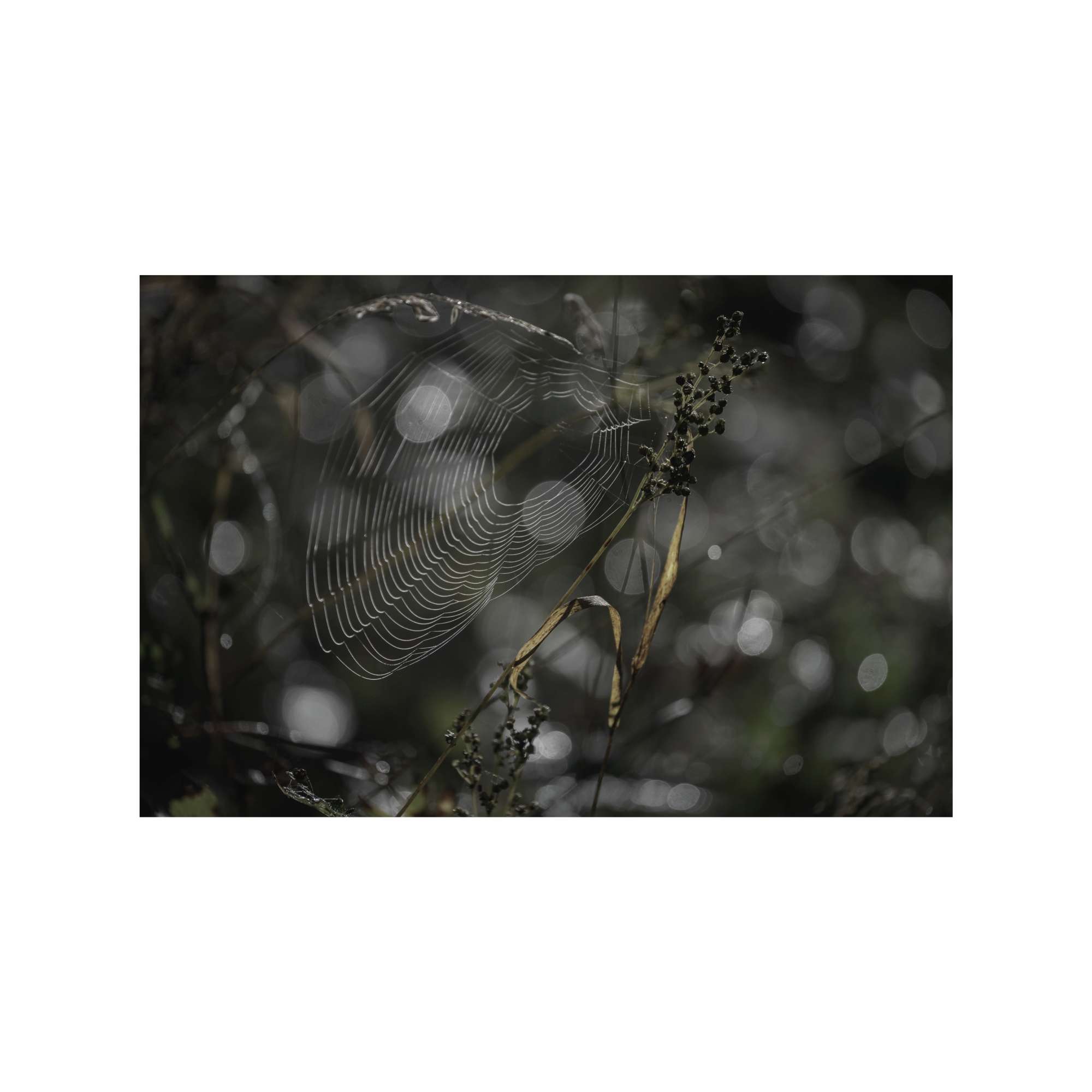 Tangled Web by Jan Harris