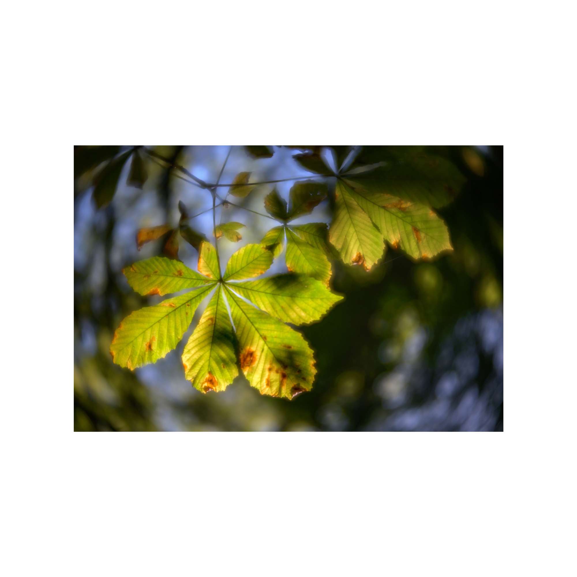 Backlight by Jan Harris