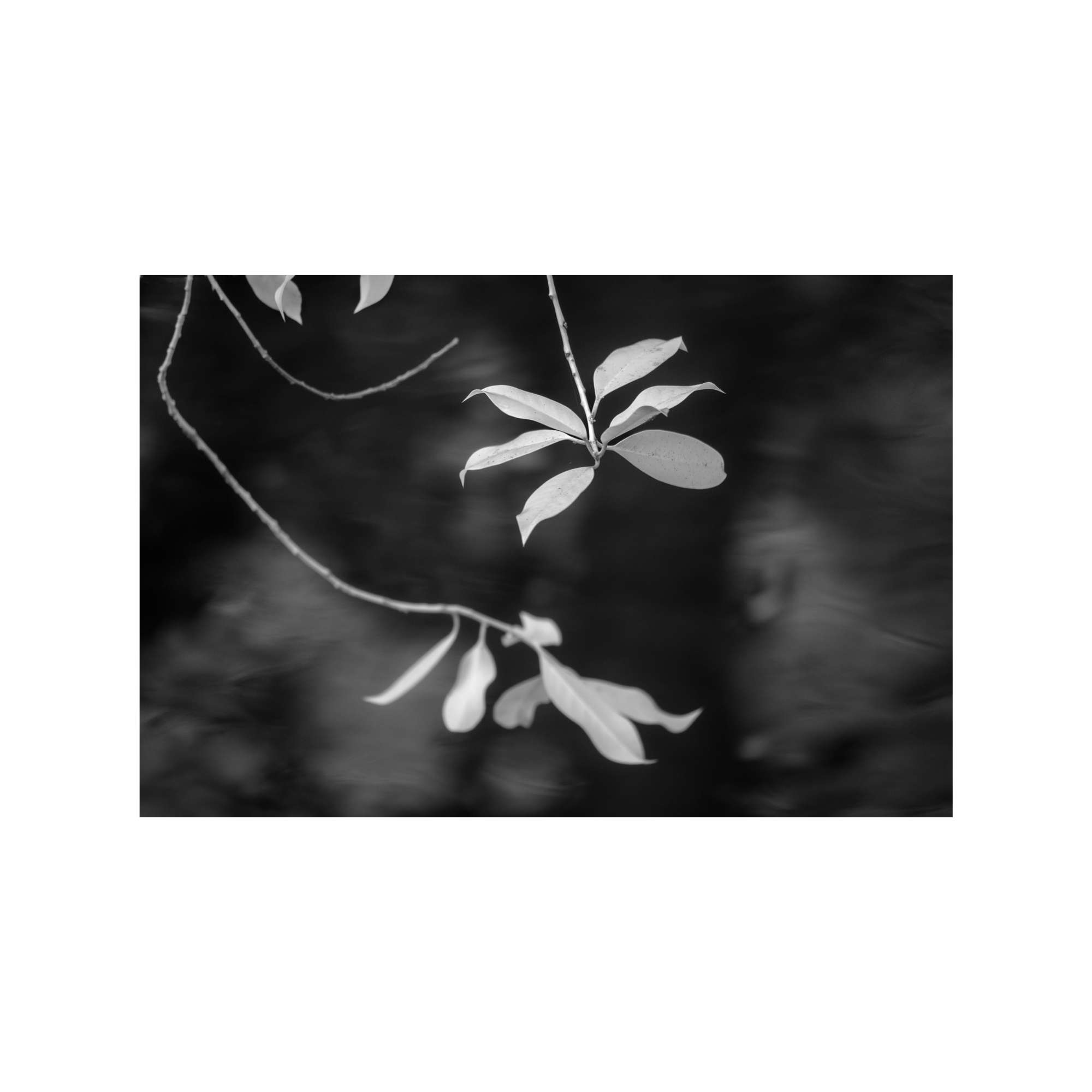 Over the River by Jan Harris