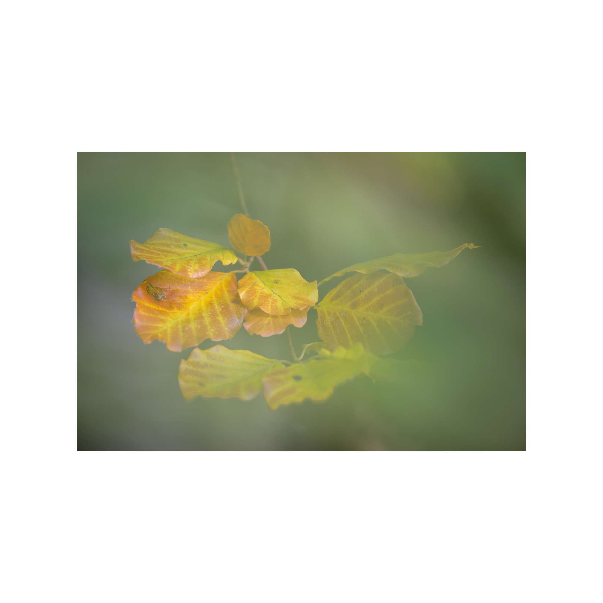 Autumn Approaches by Jan Harris