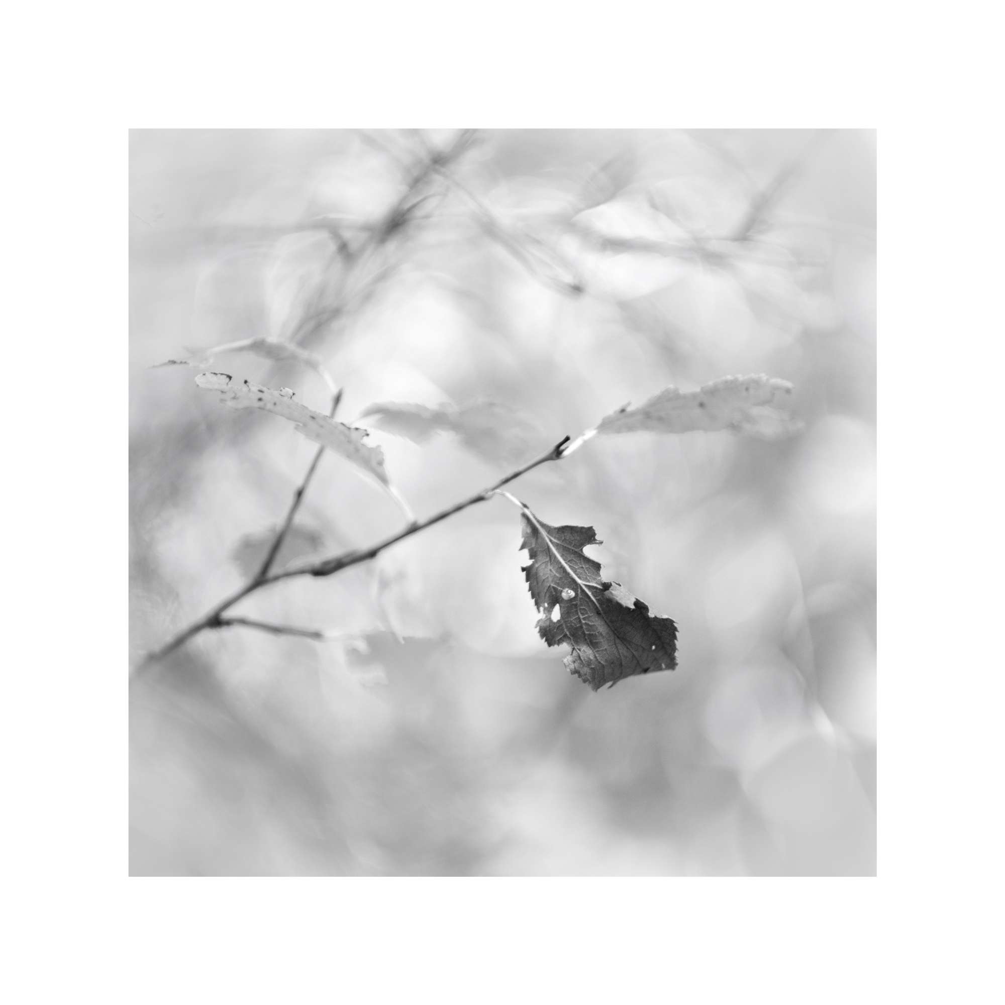 Woodland Study 1 by Jane Berrisford