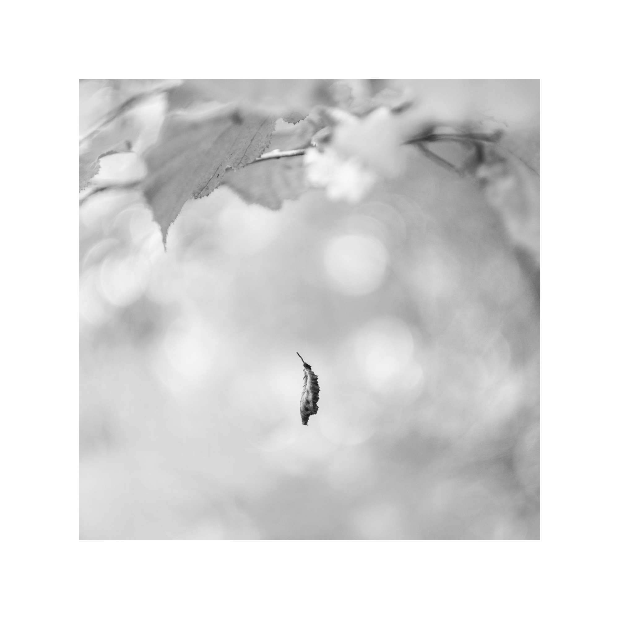 Woodland Study 3 by Jane Berrisford