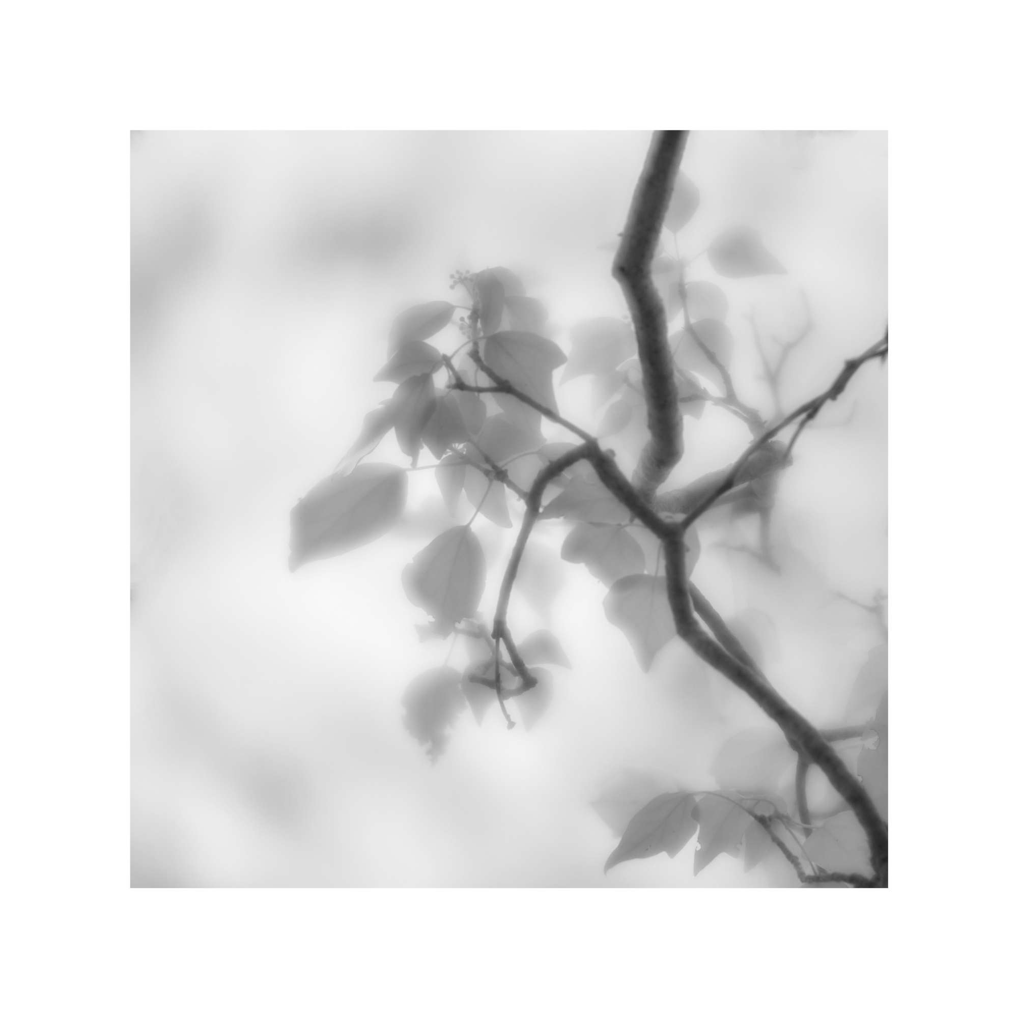 Woodland Study 3 by Judy Longthorn