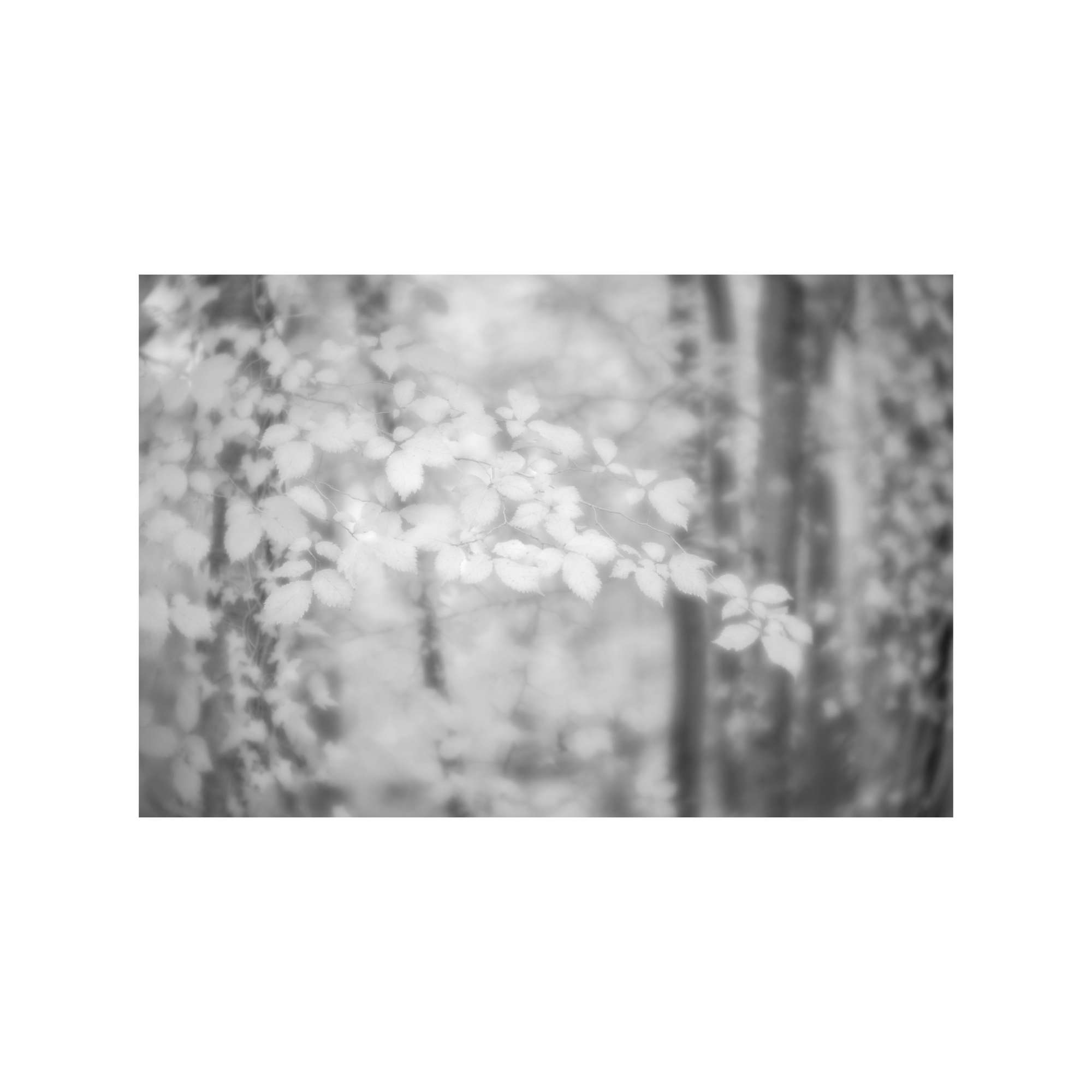 Woodland Study 4 by Judy Longthorn