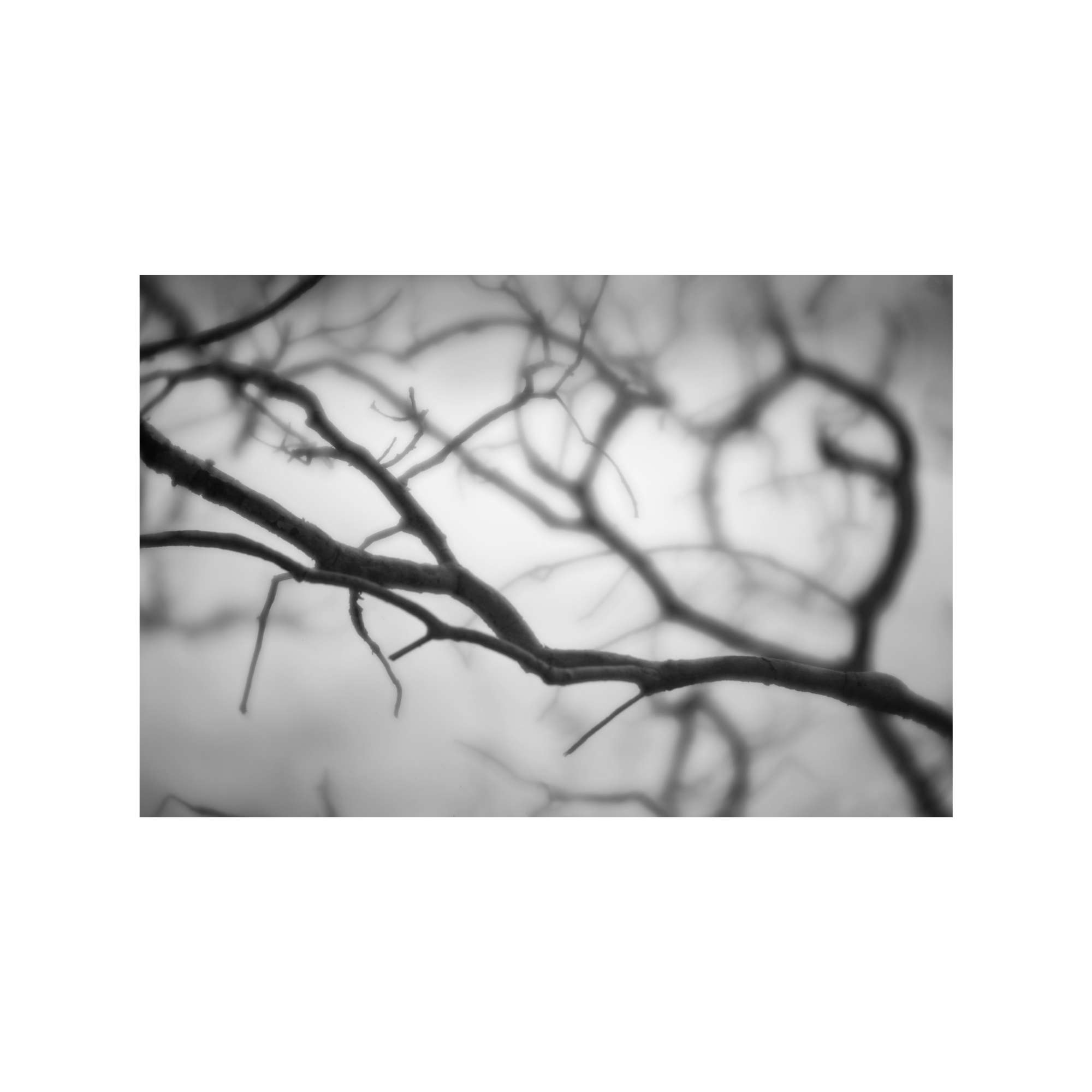 Woodland Study 6 by Judy Longthorn