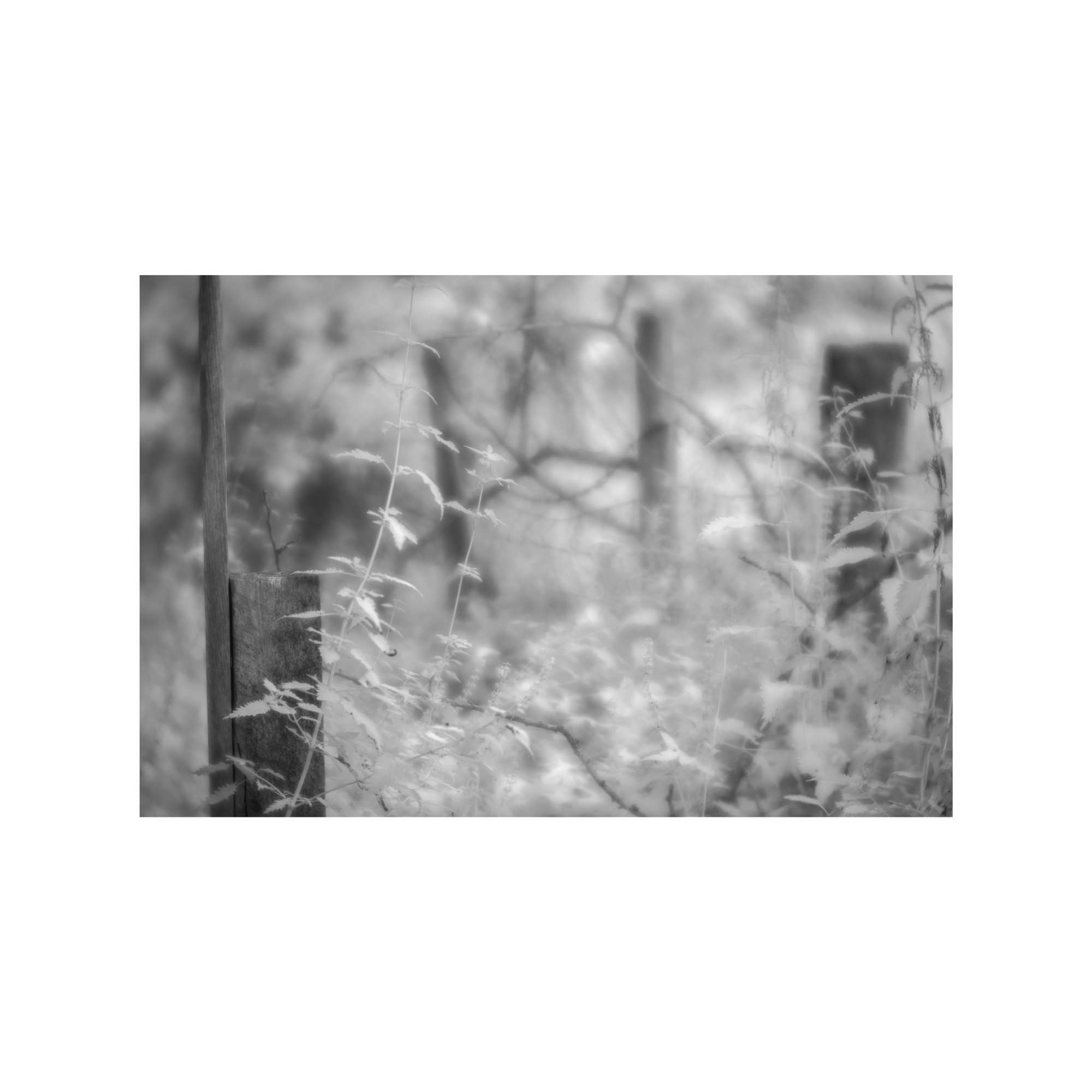 Woodland Study 7 by Judy Longthorn