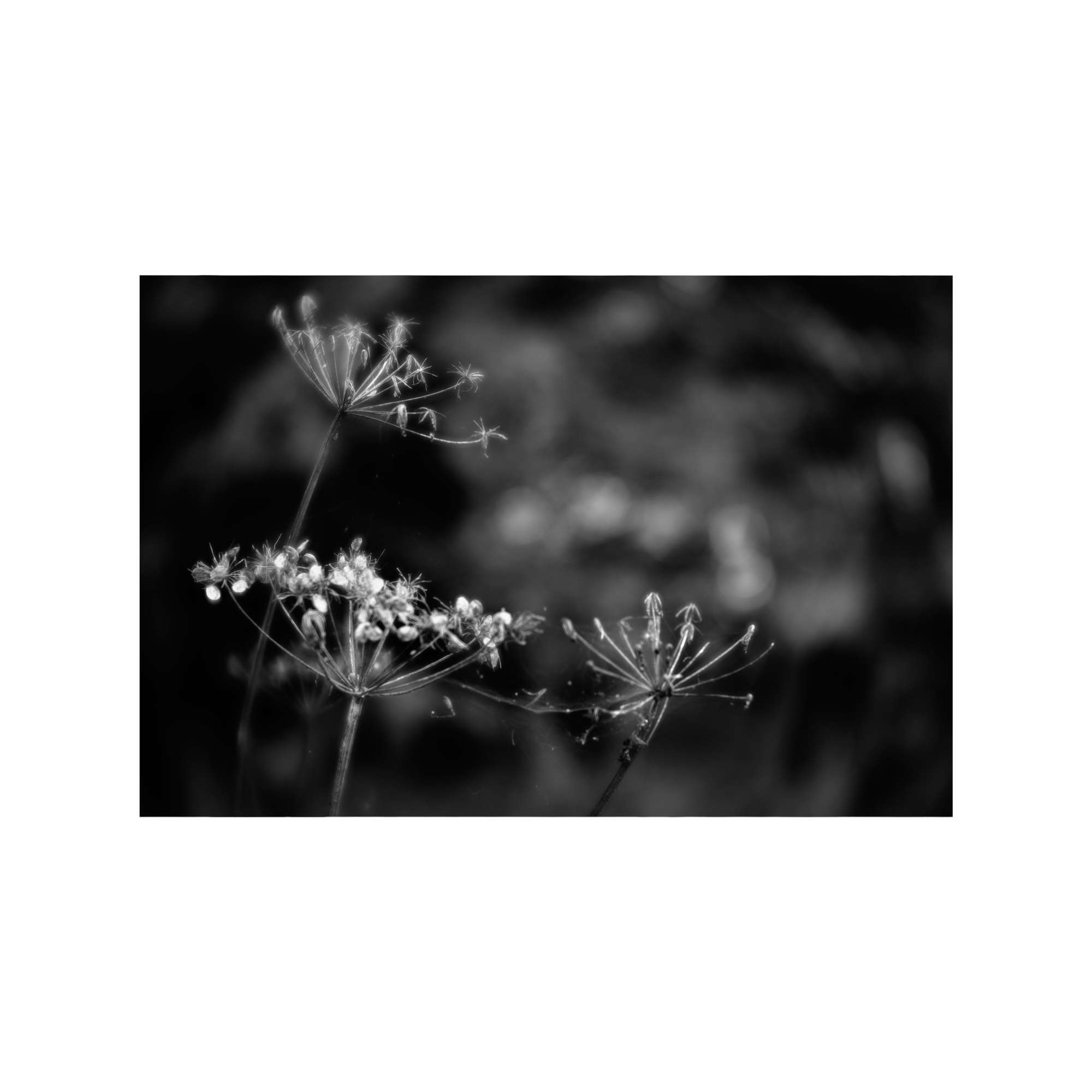 Woodland Study 1 by Lyn Rostron