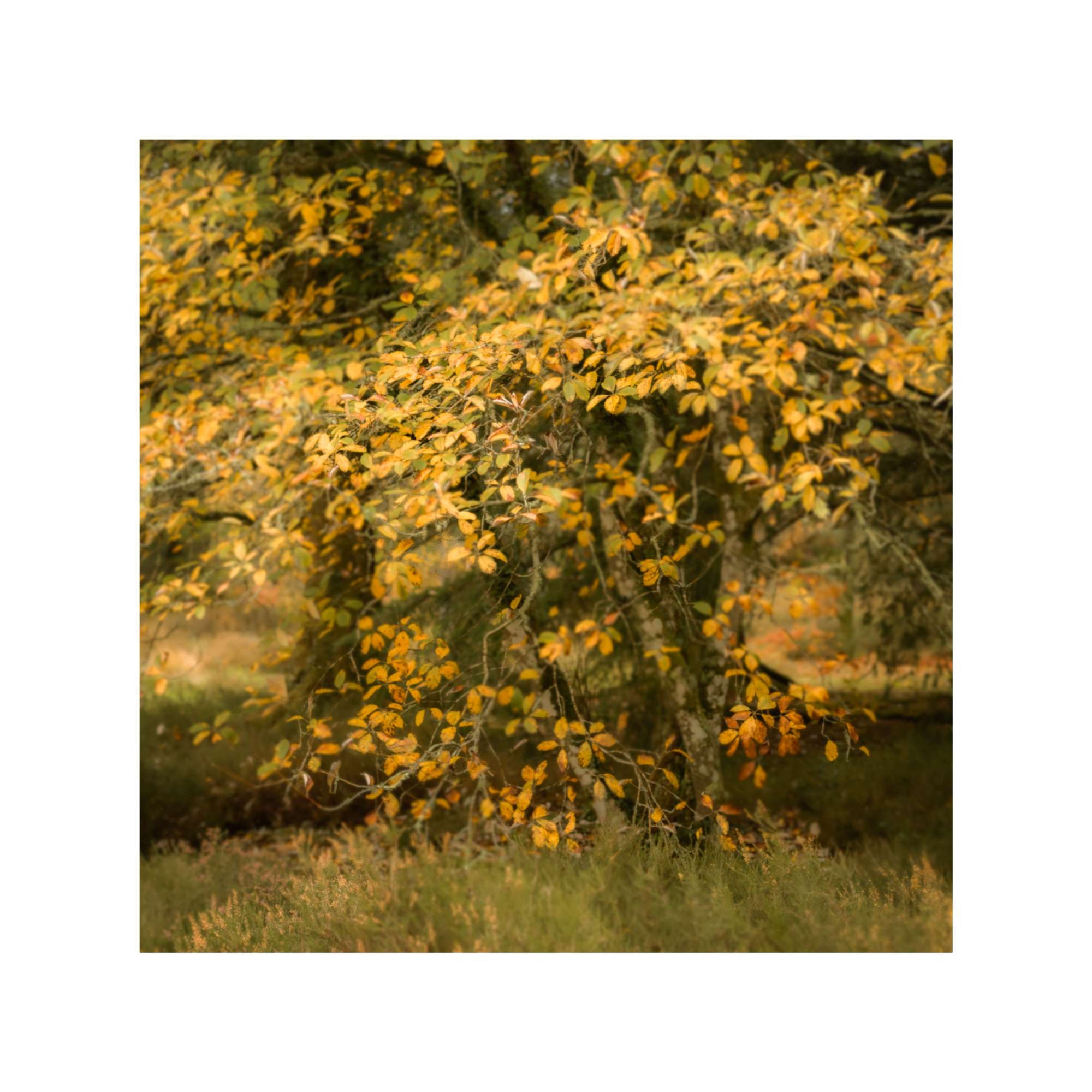 New Forest Study 12 by Michael Pilkington