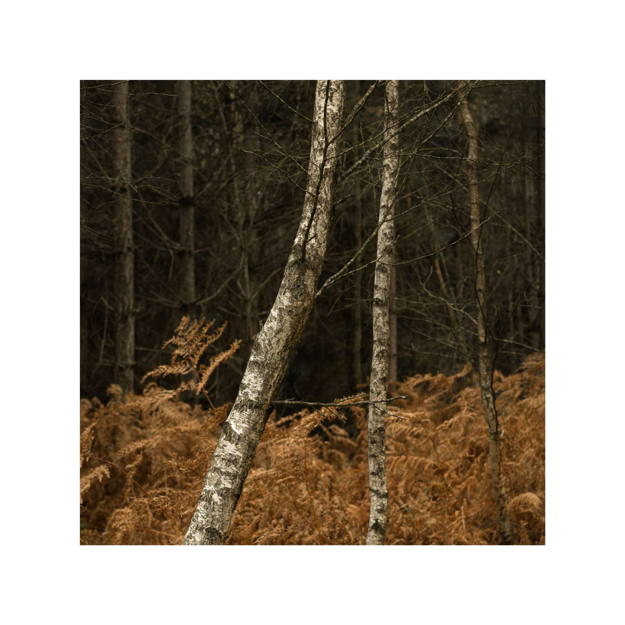 New Forest Study 3 by Michael Pilkington