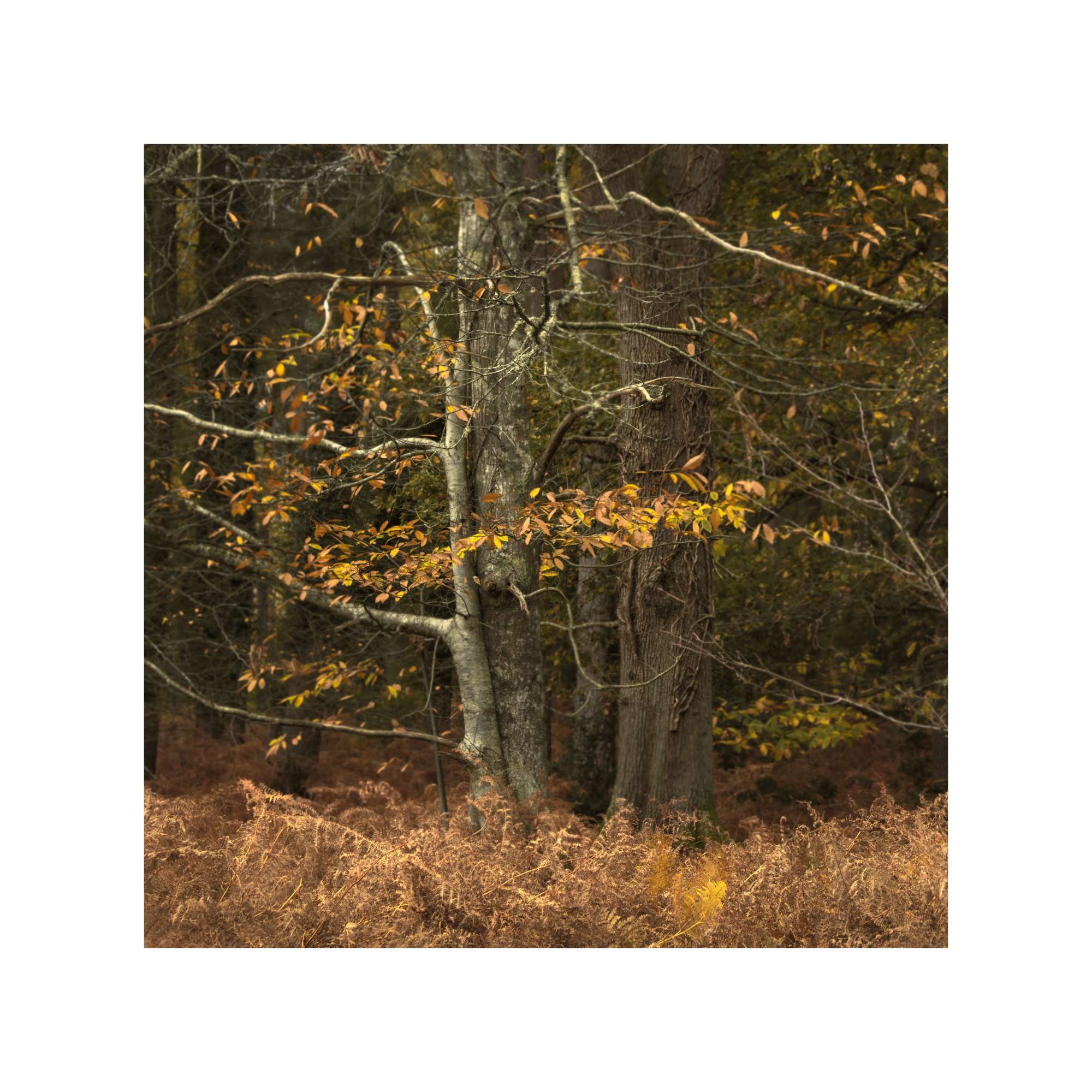 New Forest Study 6 by Michael Pilkington
