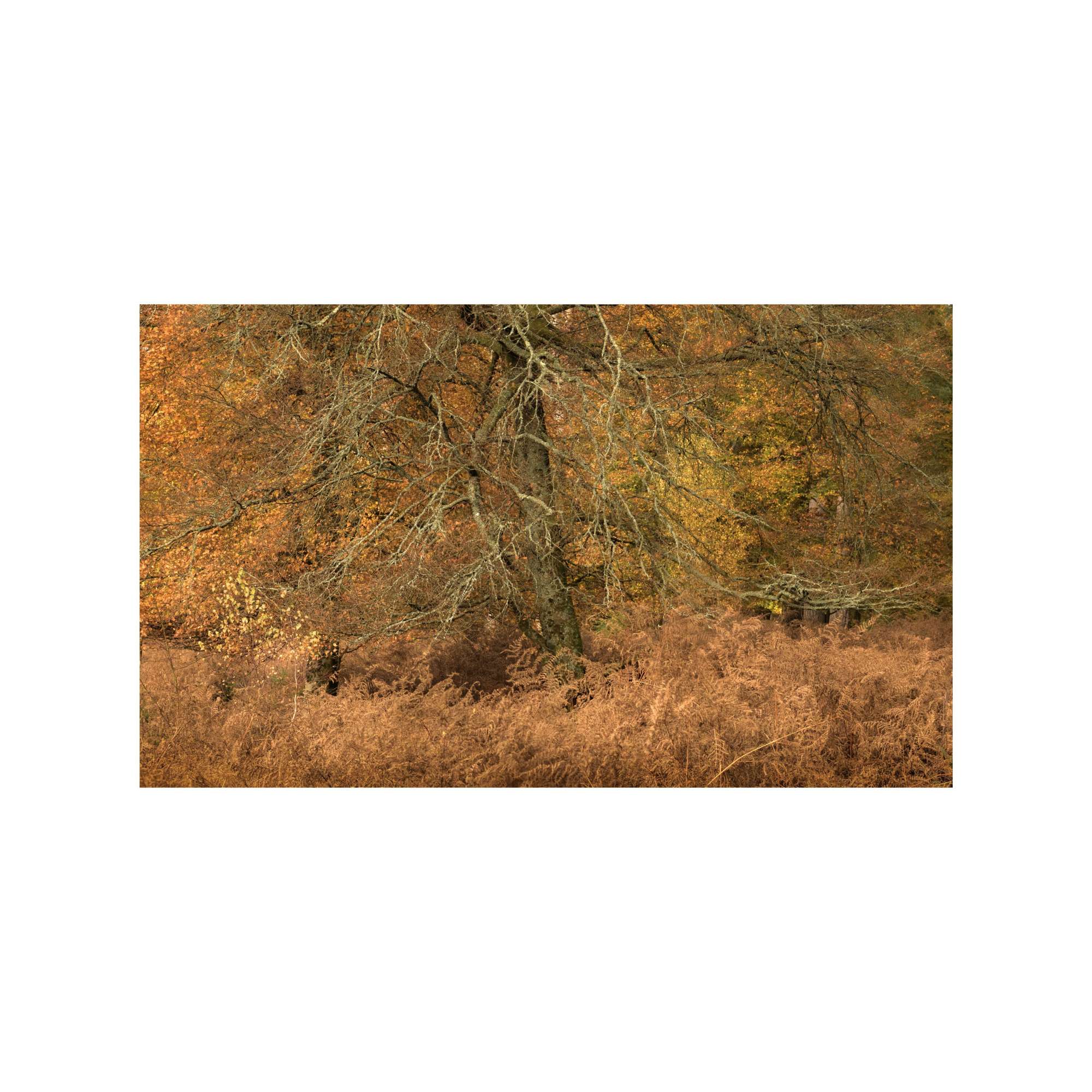 New Forest Study 7 by Michael Pilkington