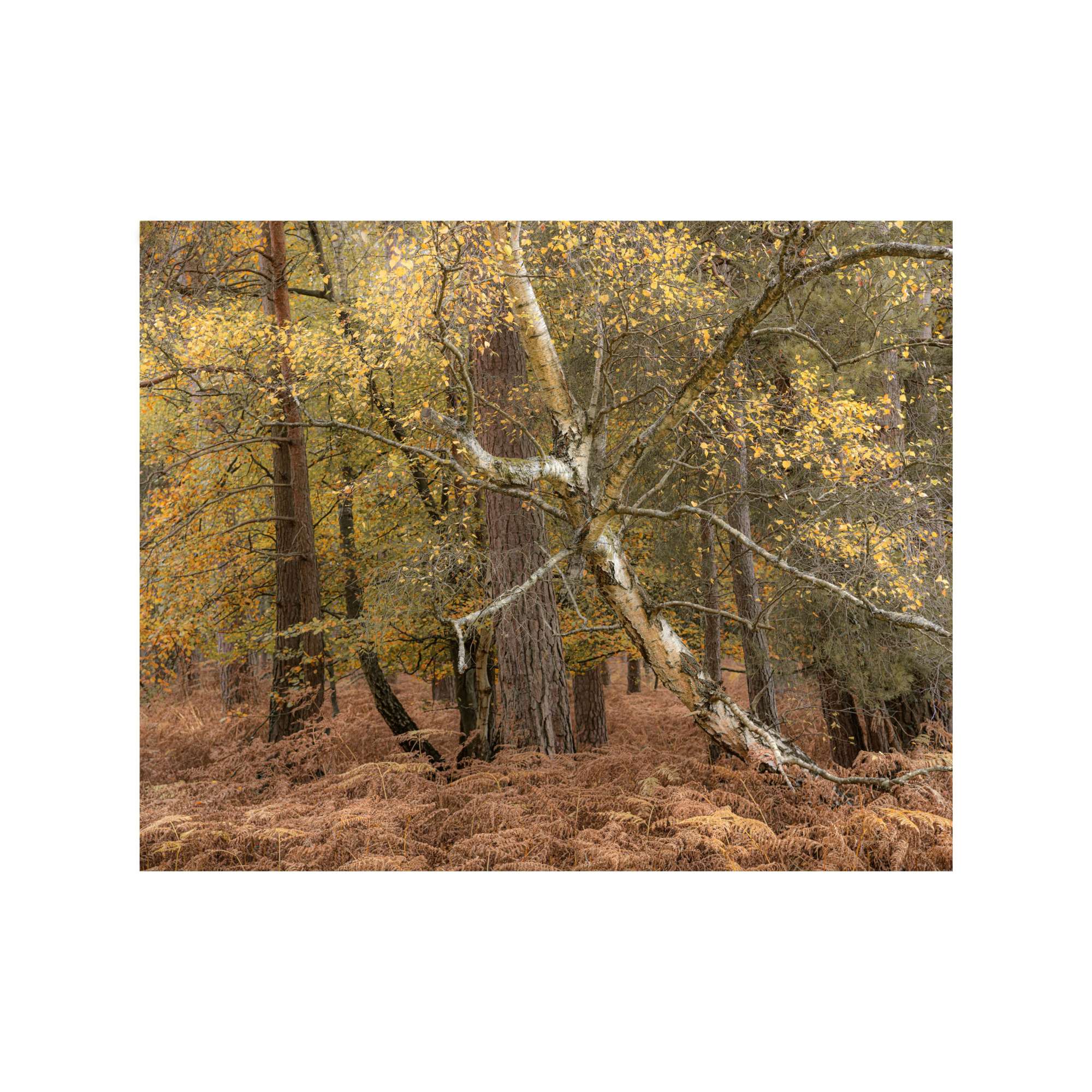 New Forest Study 8 by Michael Pilkington