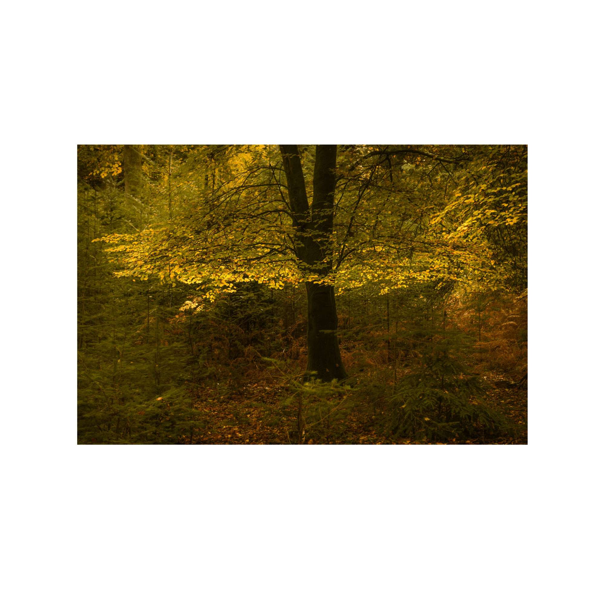 New Forest Study 1 by Paul Gallagher