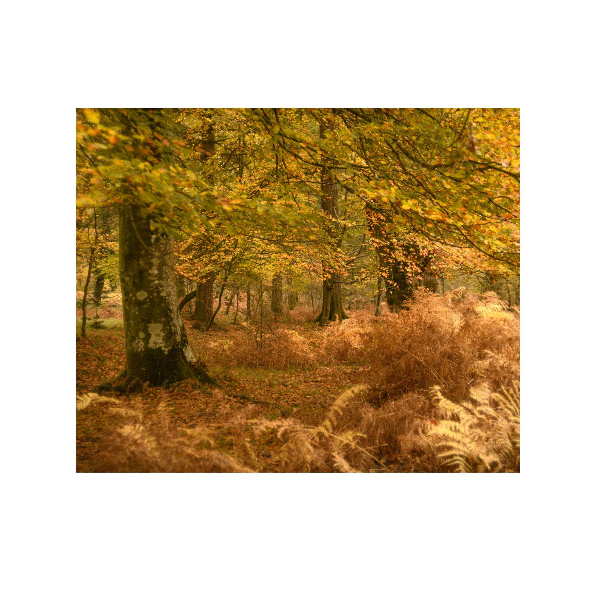New Forest Study 10 by Paul Gallagher