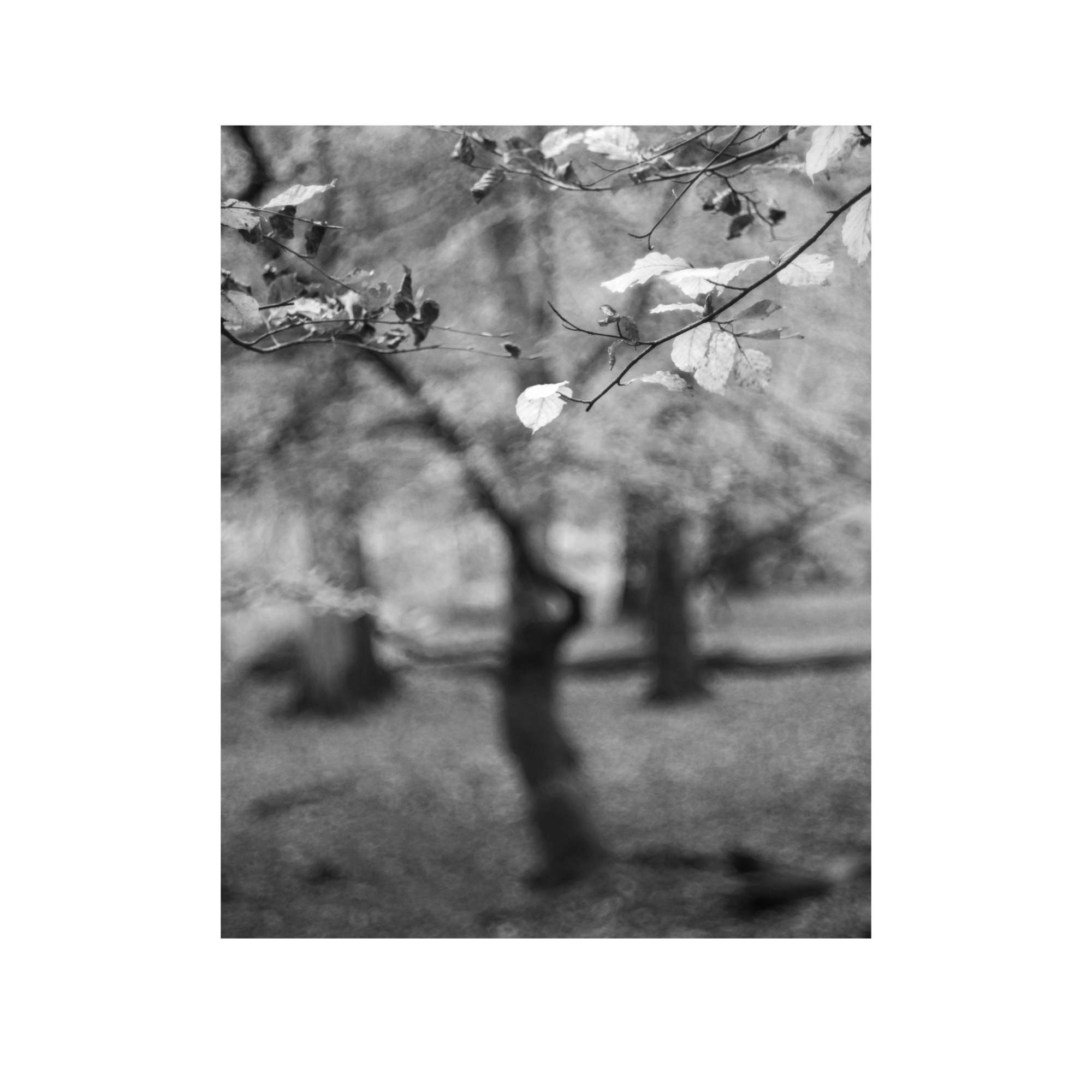 New Forest Study 12 by Paul Gallagher