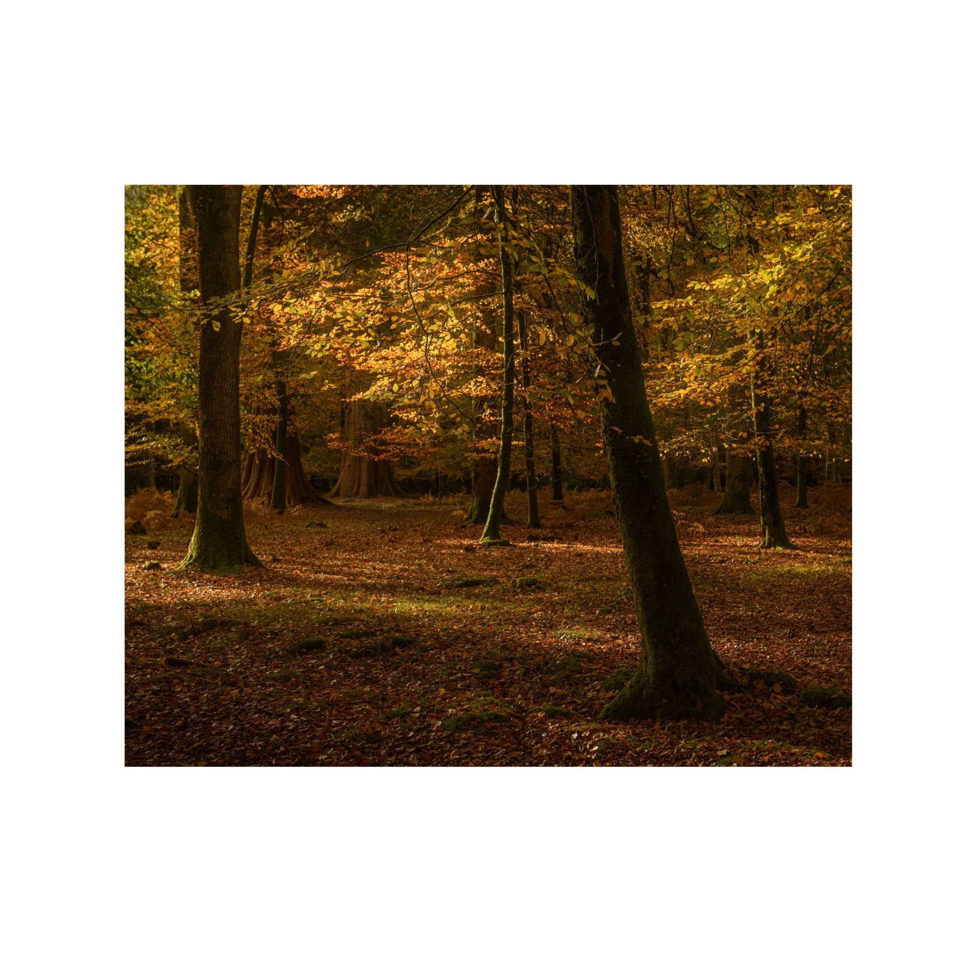 New Forest Study 3 by Paul Gallagher