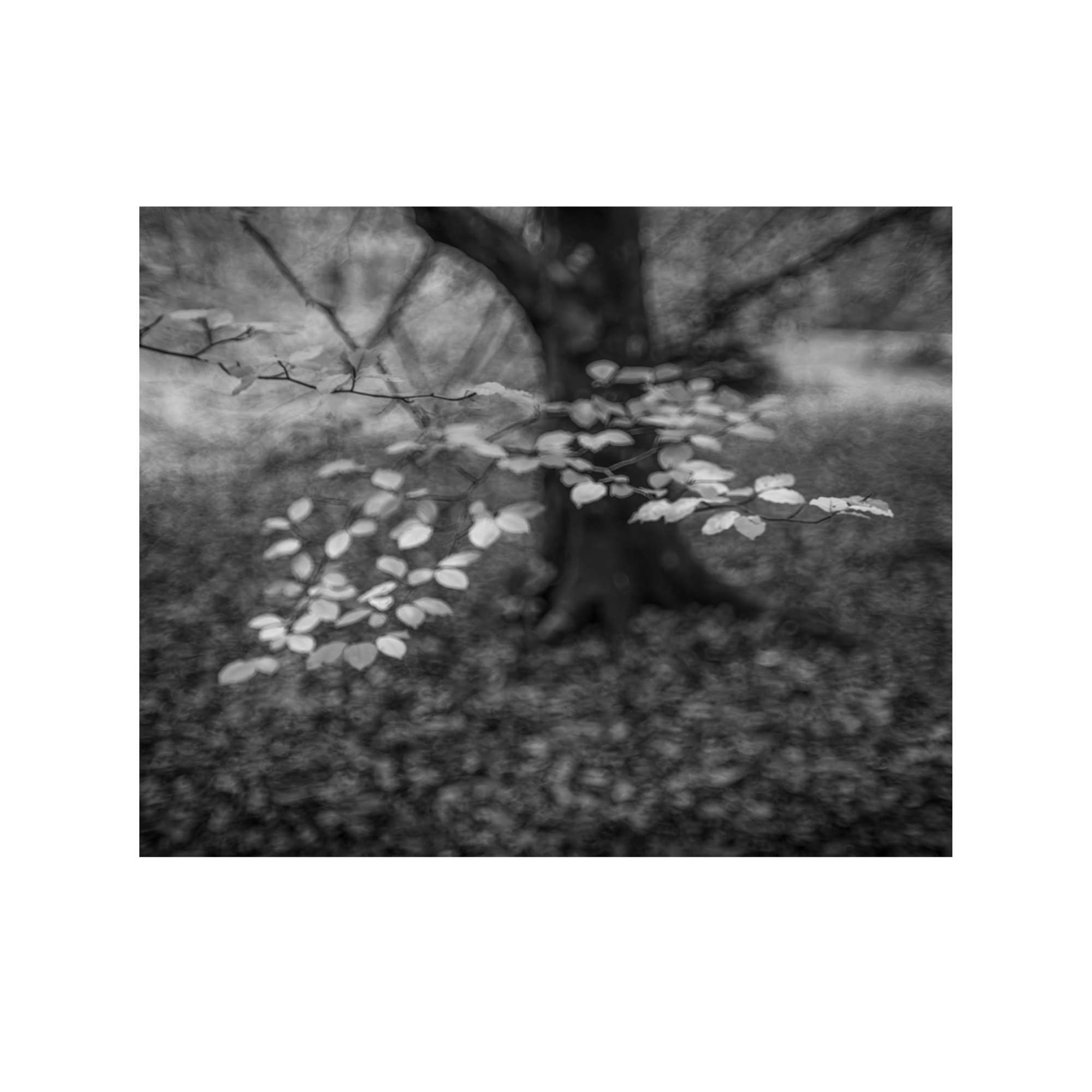 New Forest Study 4 by Paul Gallagher