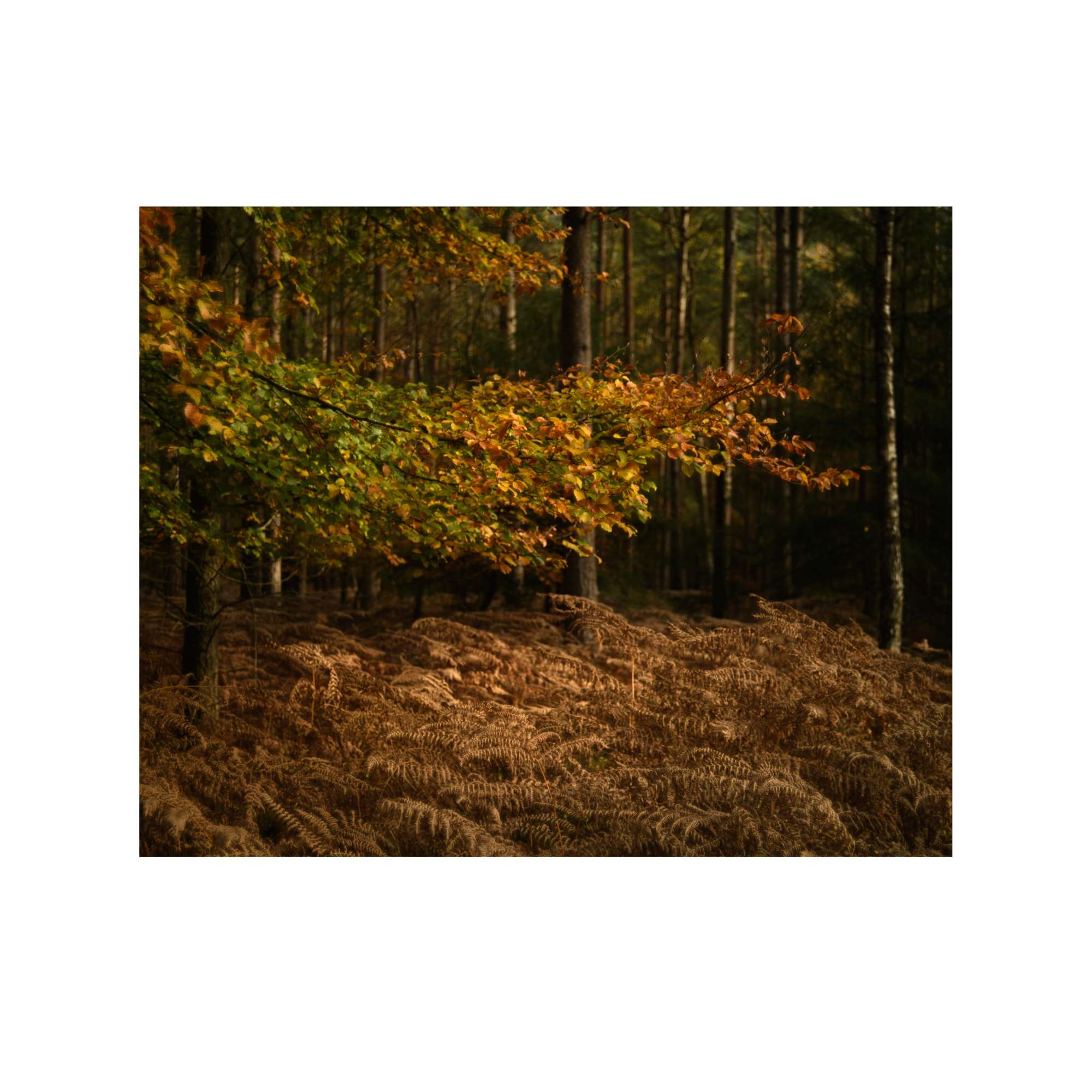 New Forest Study 5 by Paul Gallagher