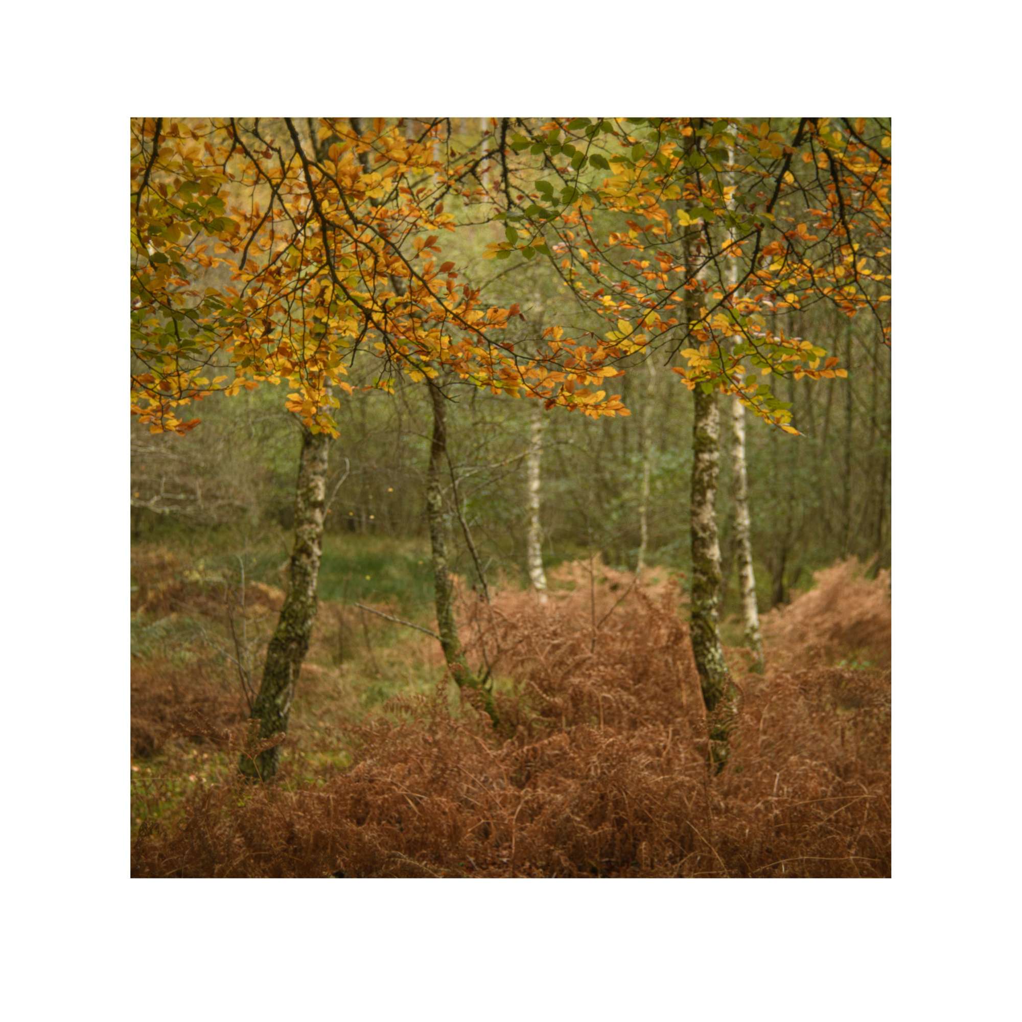 New Forest Study 6 by Paul Gallagher
