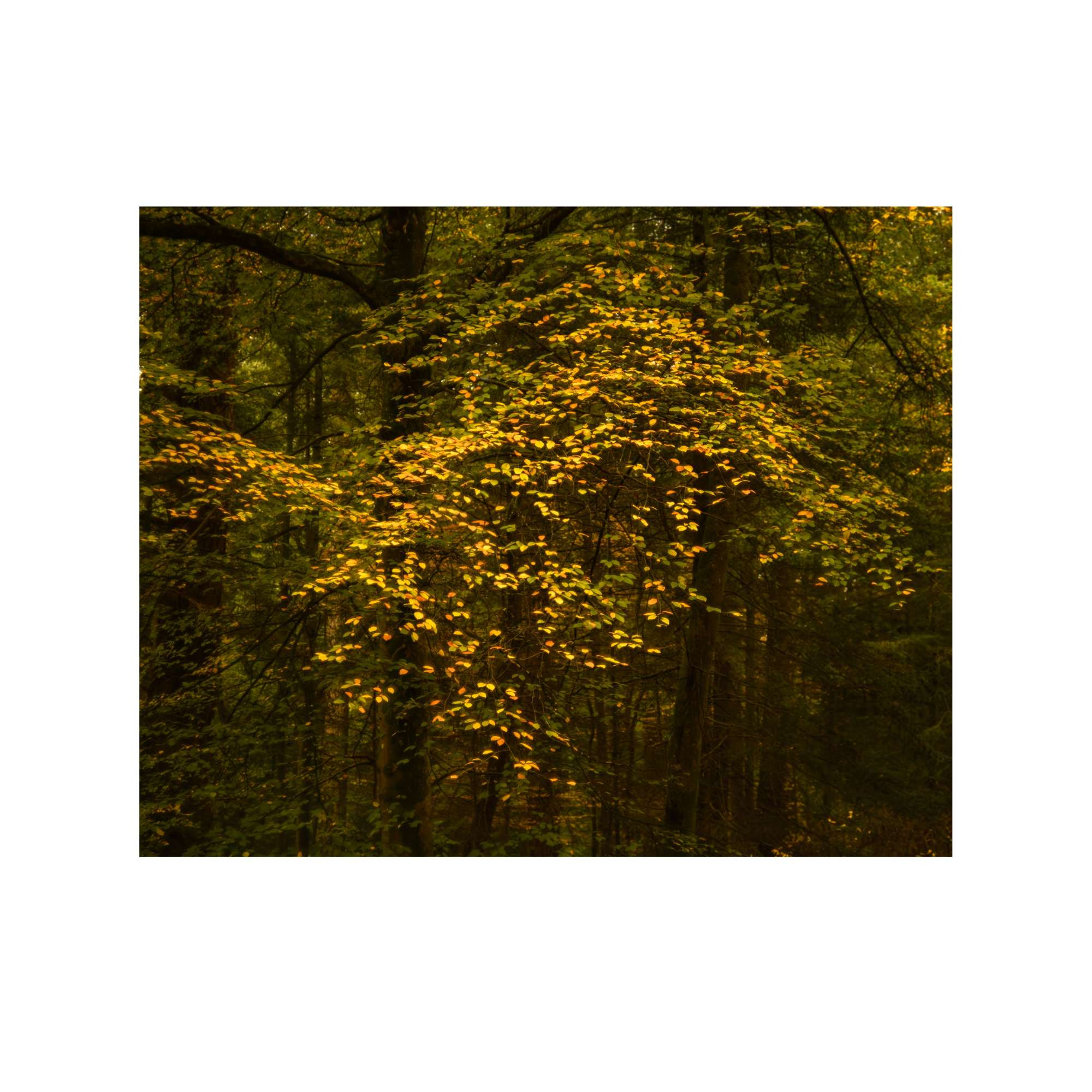 New Forest Study 8 by Paul Gallagher