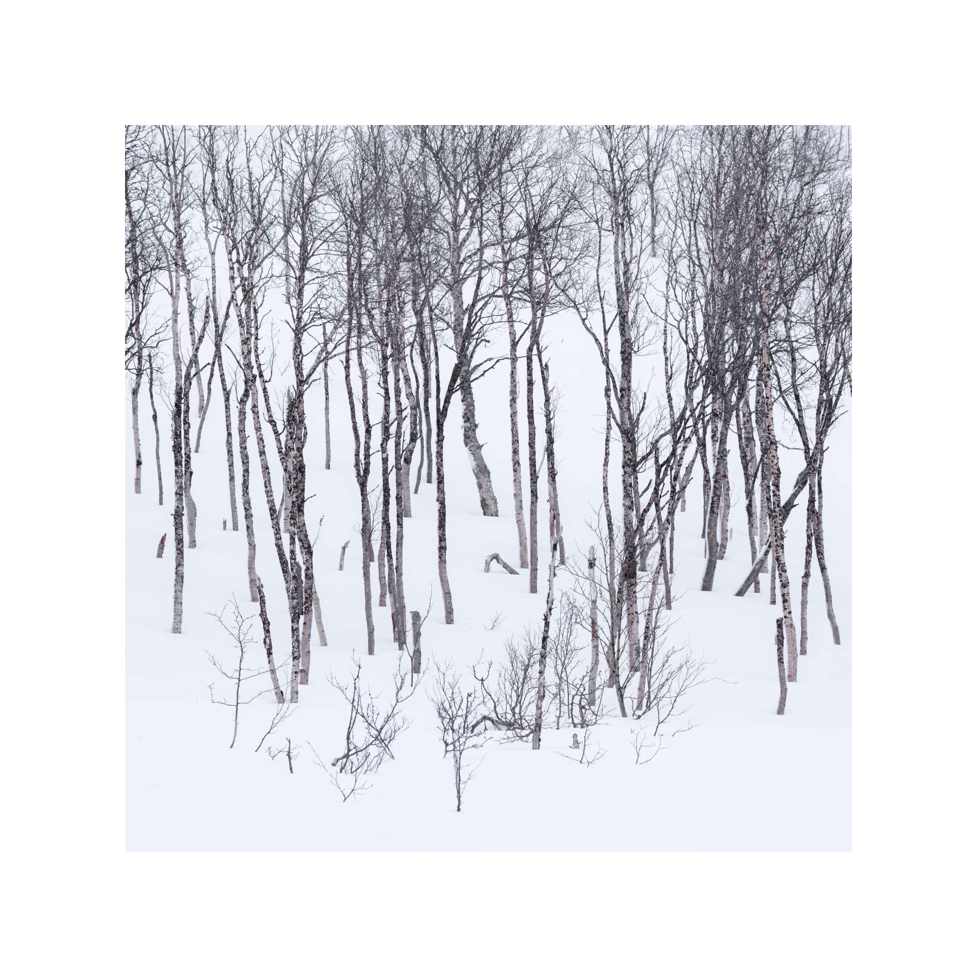 Senja - Tree Study 1