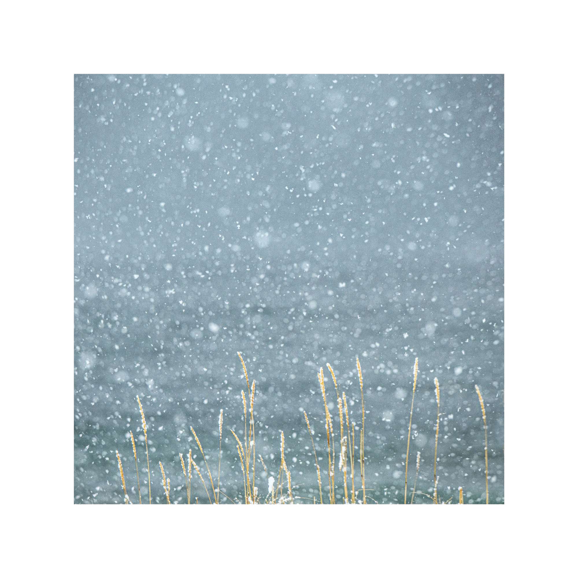 Senja - Snow on Grass