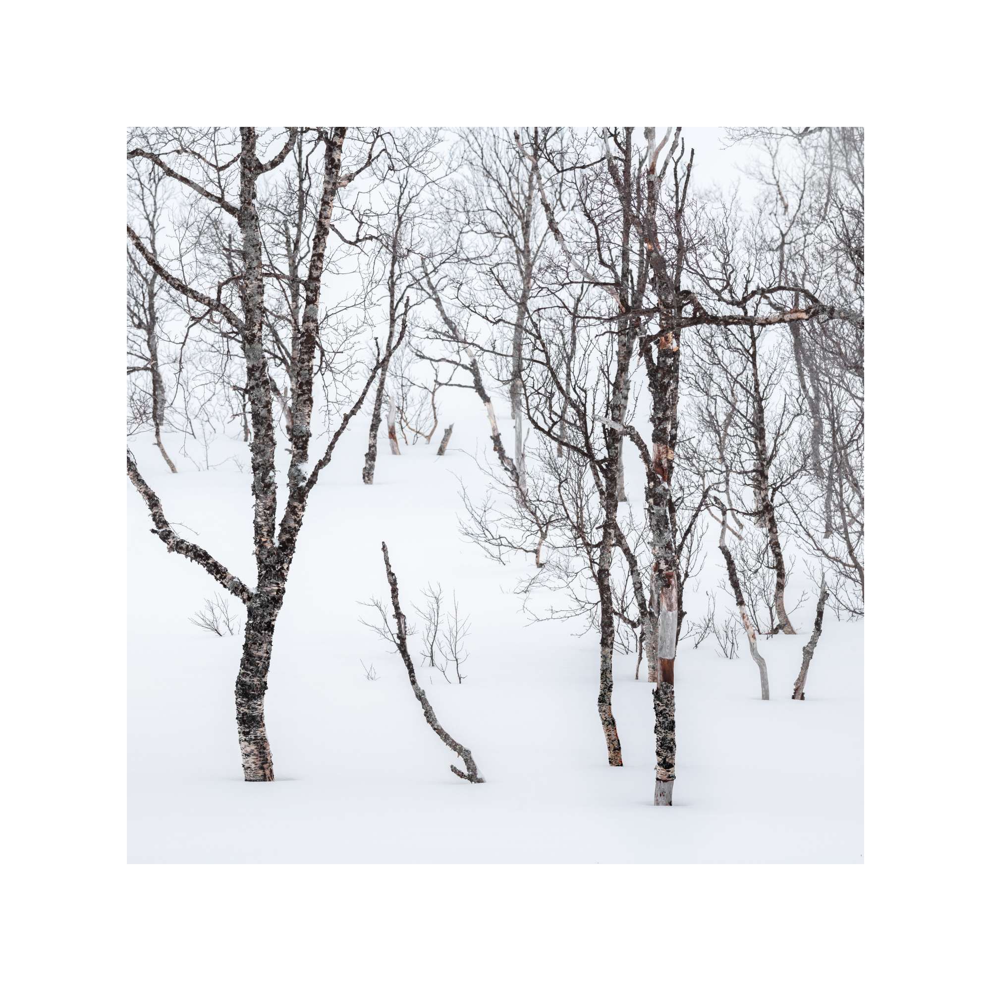 Senja - Tree Study 2