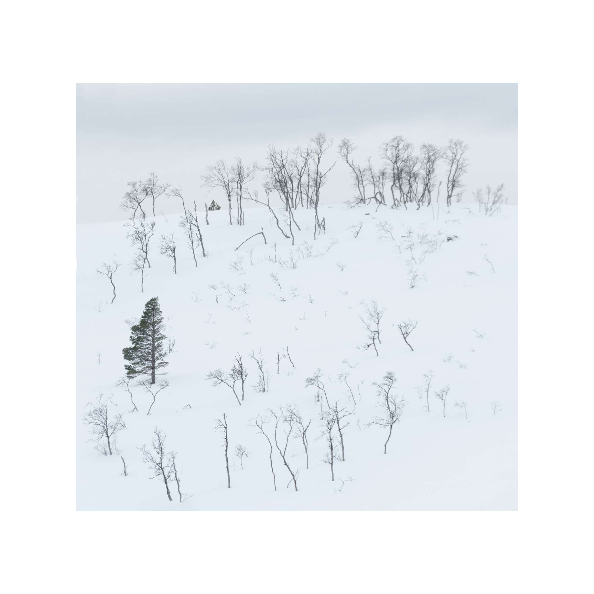 Pine and Silver Birch