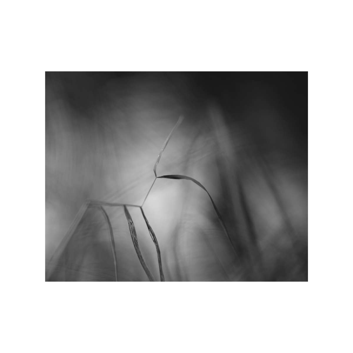 Embracing the mysteries of life by David Harris Embracing the mysteries of life by David Harris