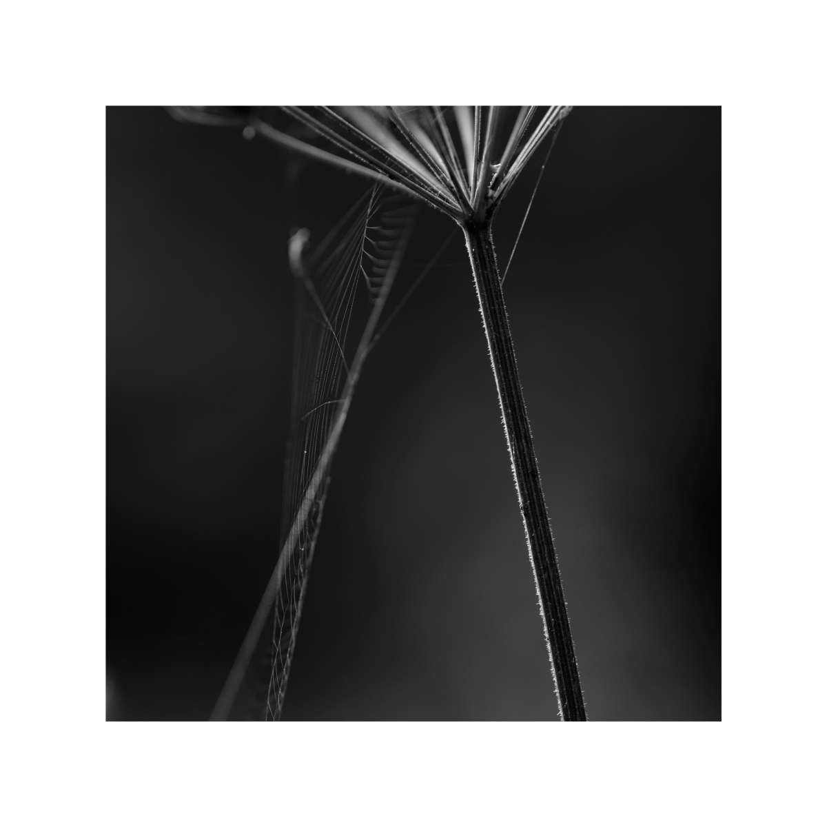 Web Design by David Harris