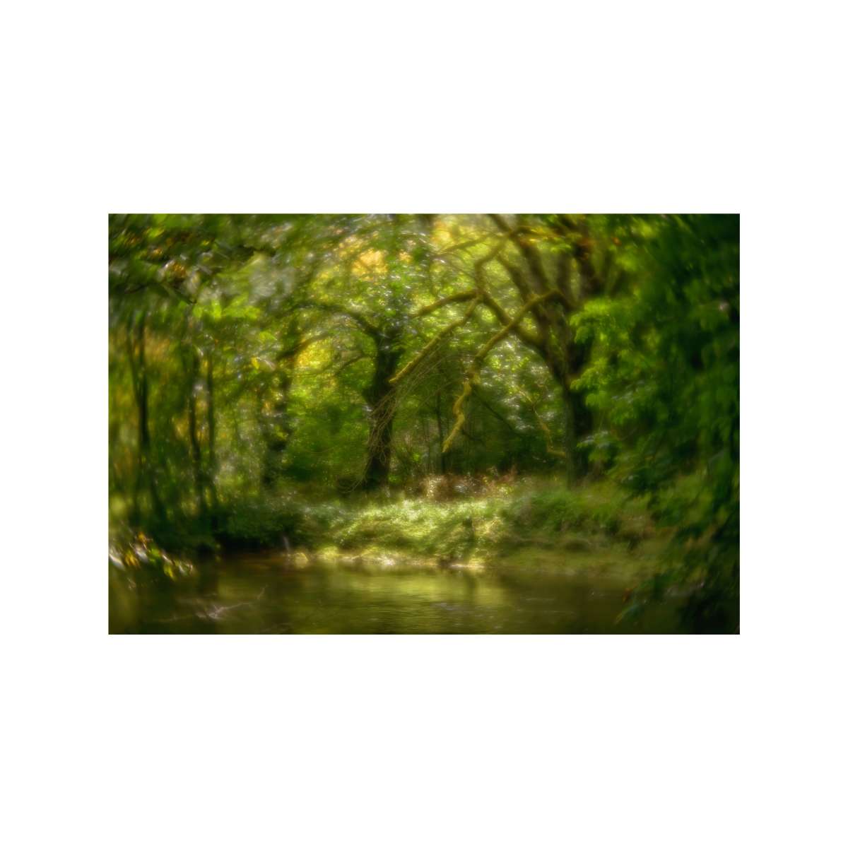 Enchanted Forest by David Ringel