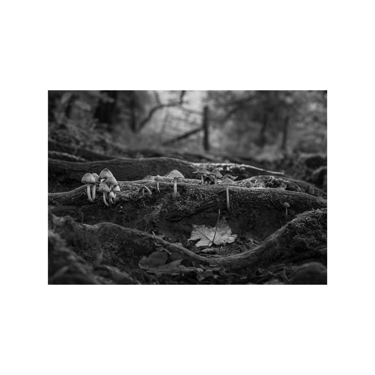 Mushrooms march beneath twisted roots by David Ringel