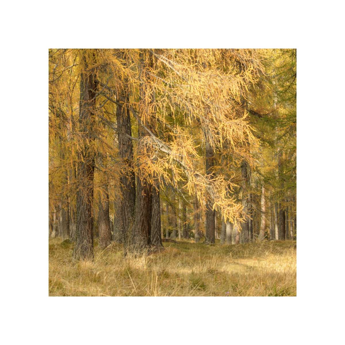 Dolomites - Autumn Larch 1