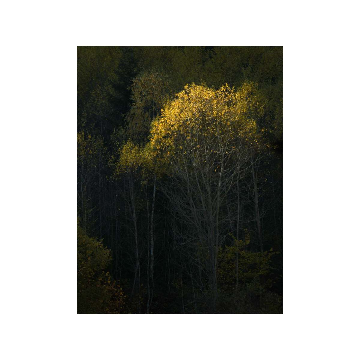 Dolomites - trees in last light