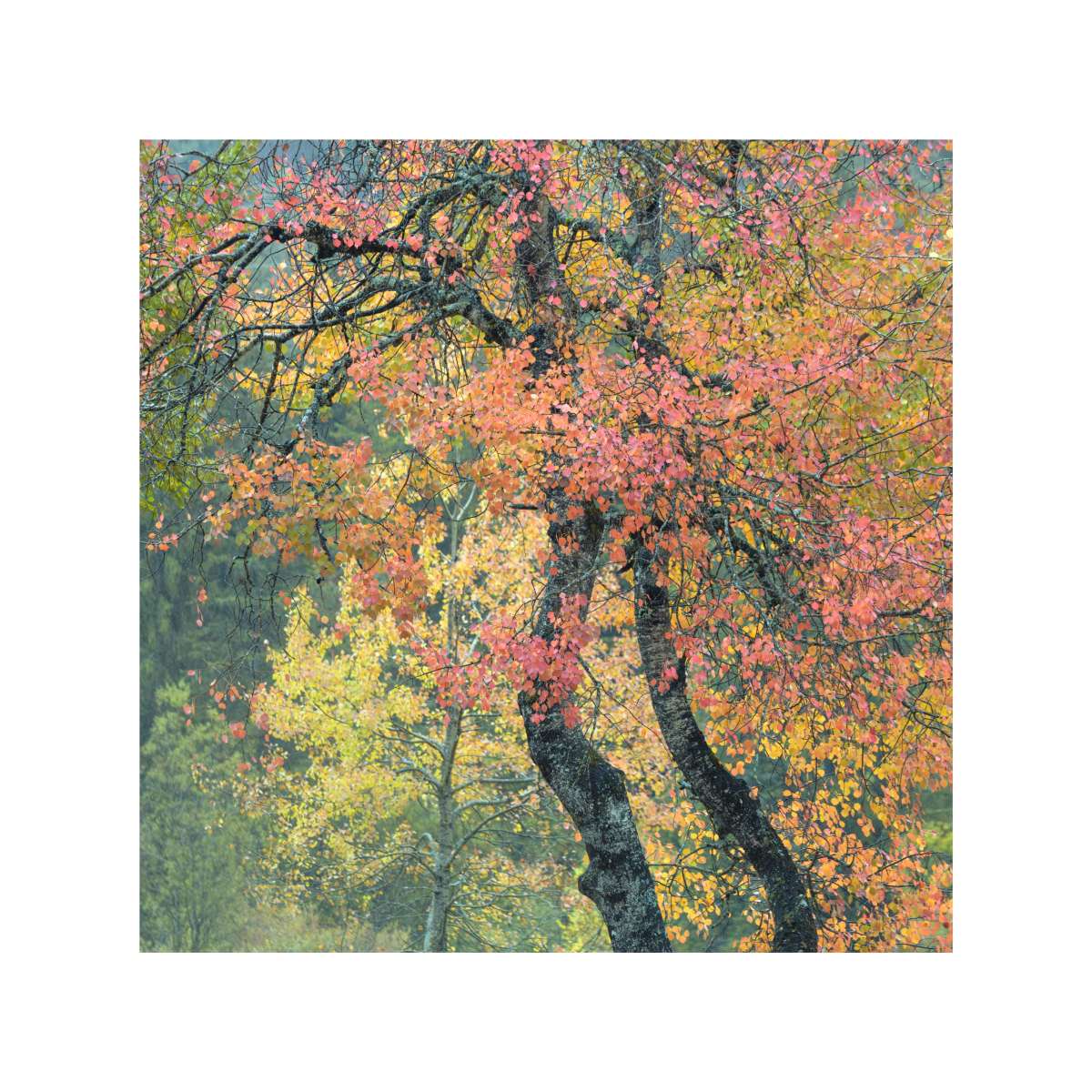 Dolomites - Autumn Leaves
