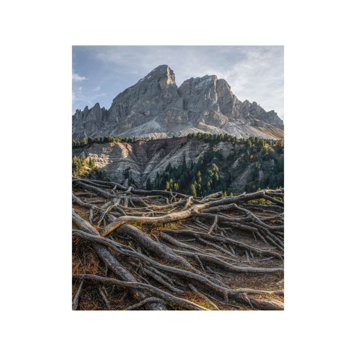 Dolomites - Tree Roots