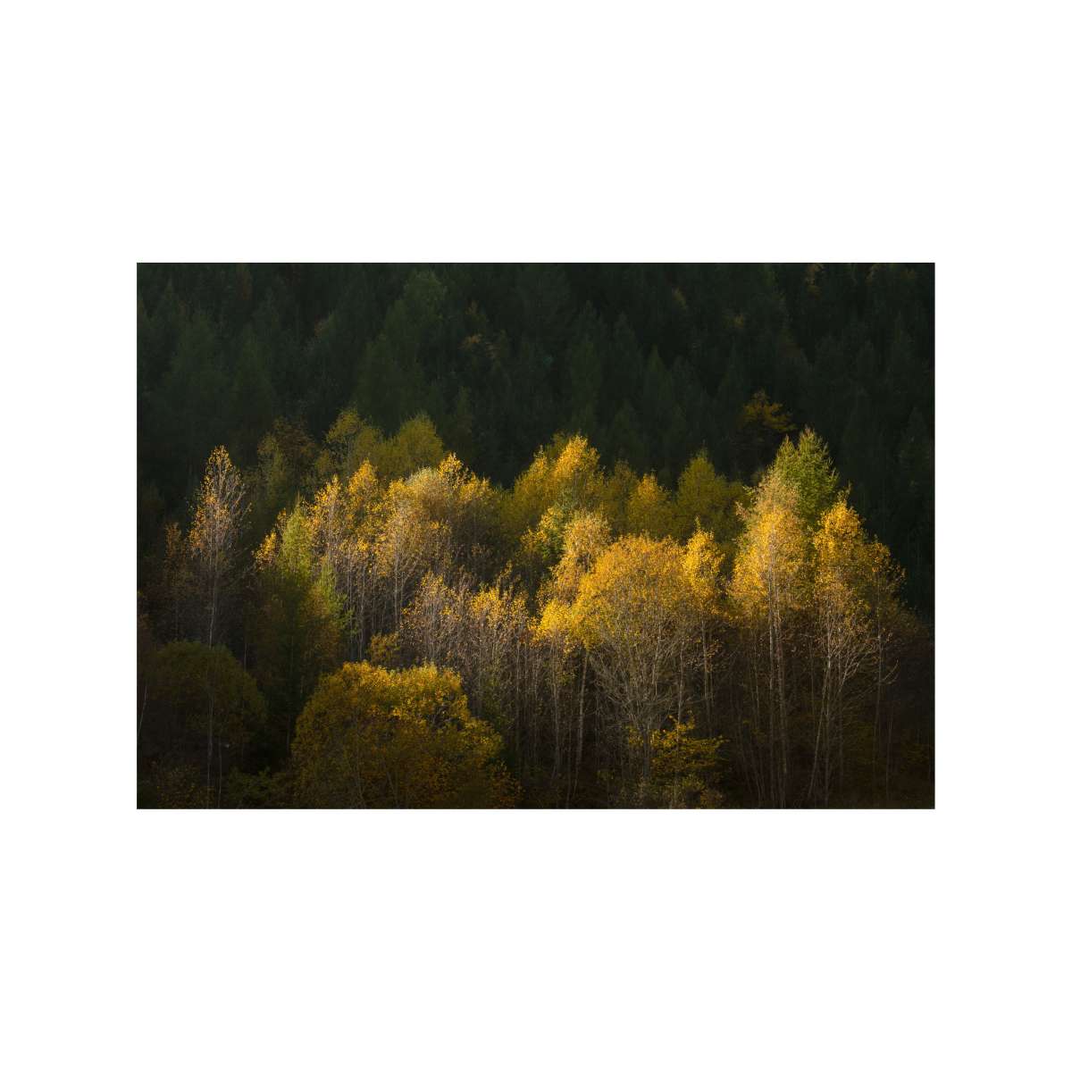 Dolomites - Sunlit Trees