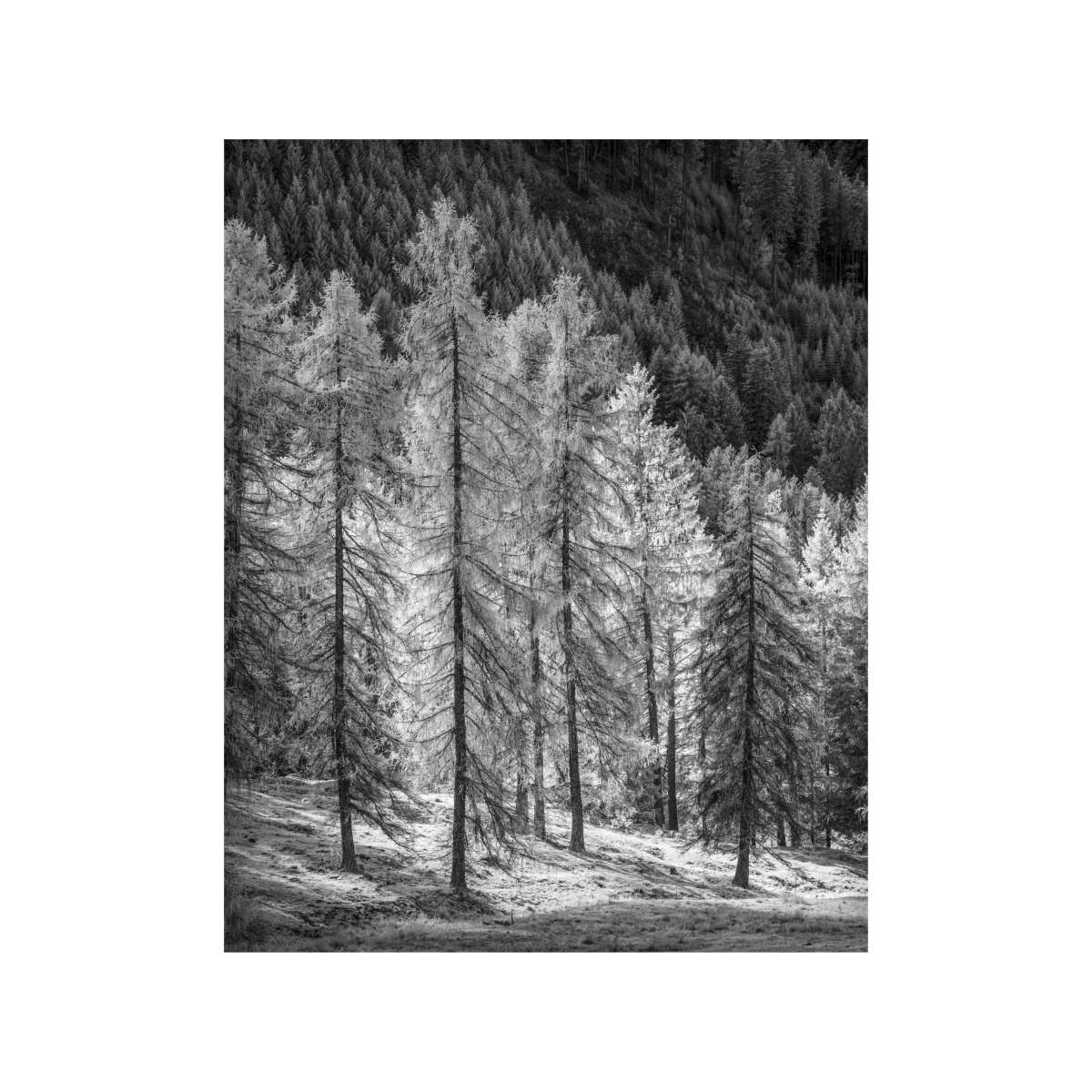 Dolomites - Autumn Larch in IR
