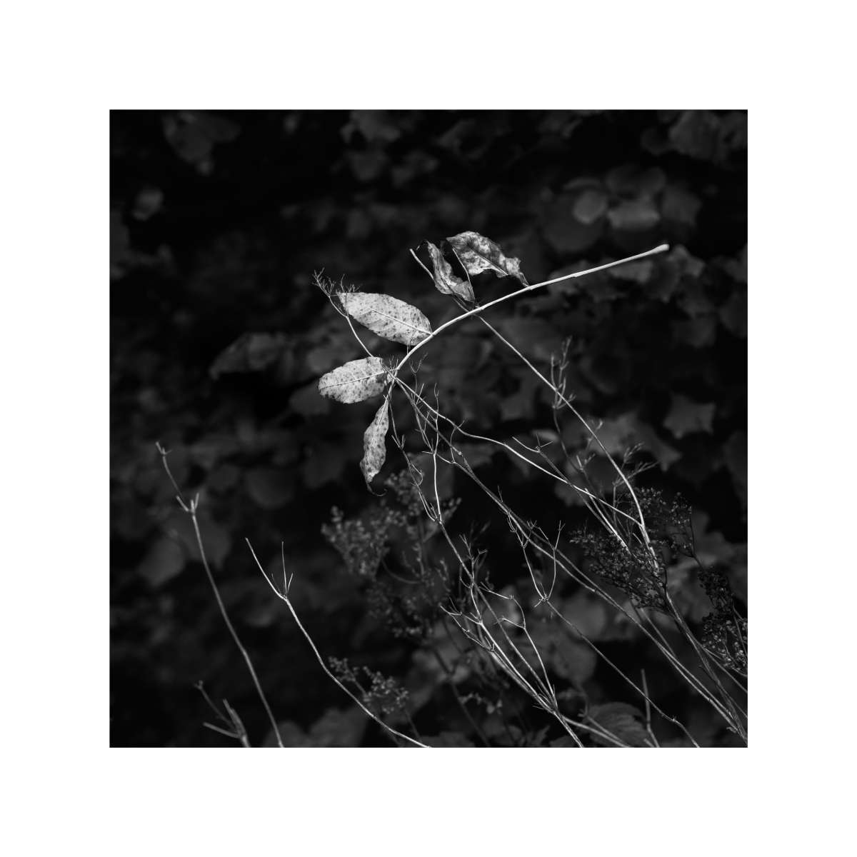 Woodland Study 8 by Michael Pilkington