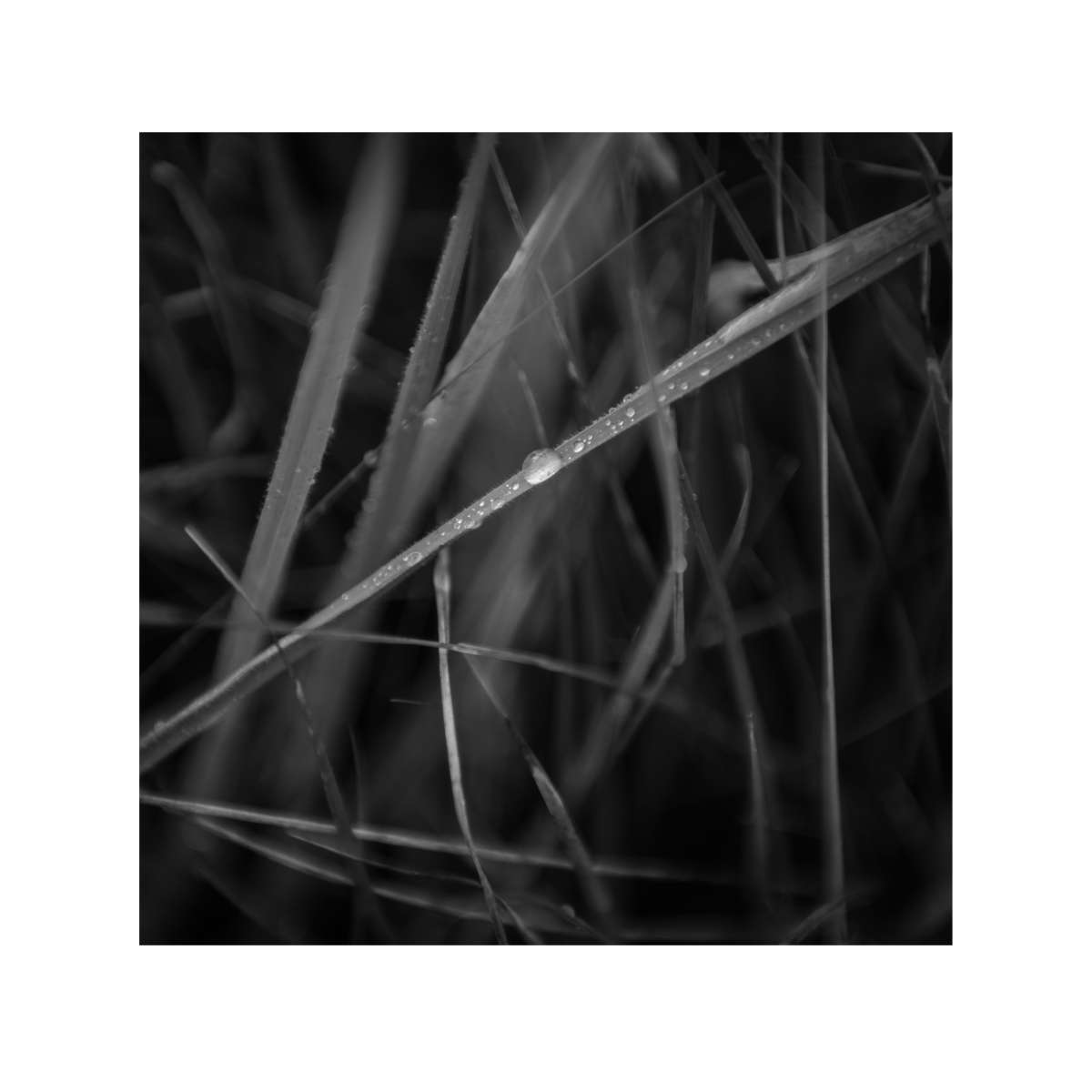 Grass Study 7 by Paul Gallagher