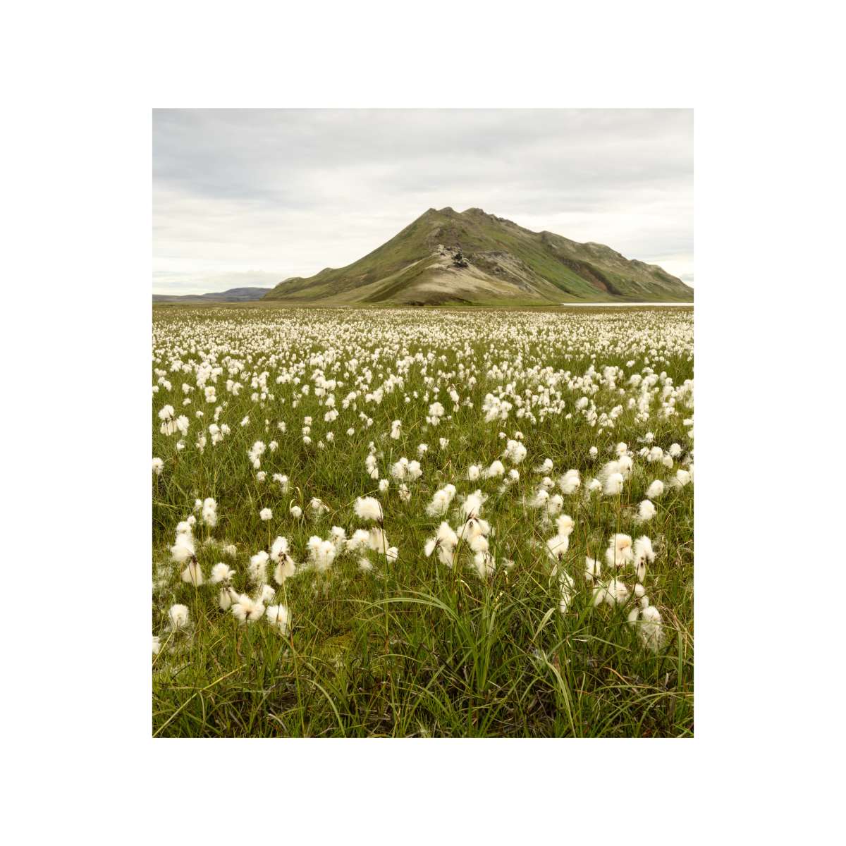 Highlands of Iceland - Cotton Grass Meadow