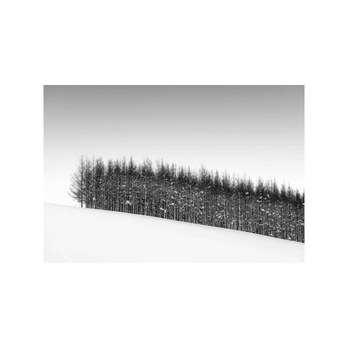 Windbreak