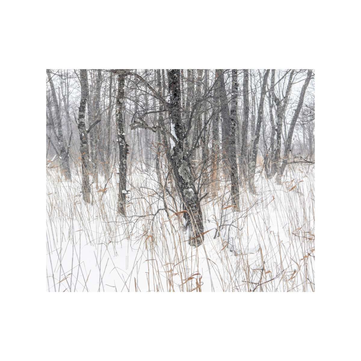Complexity in snow