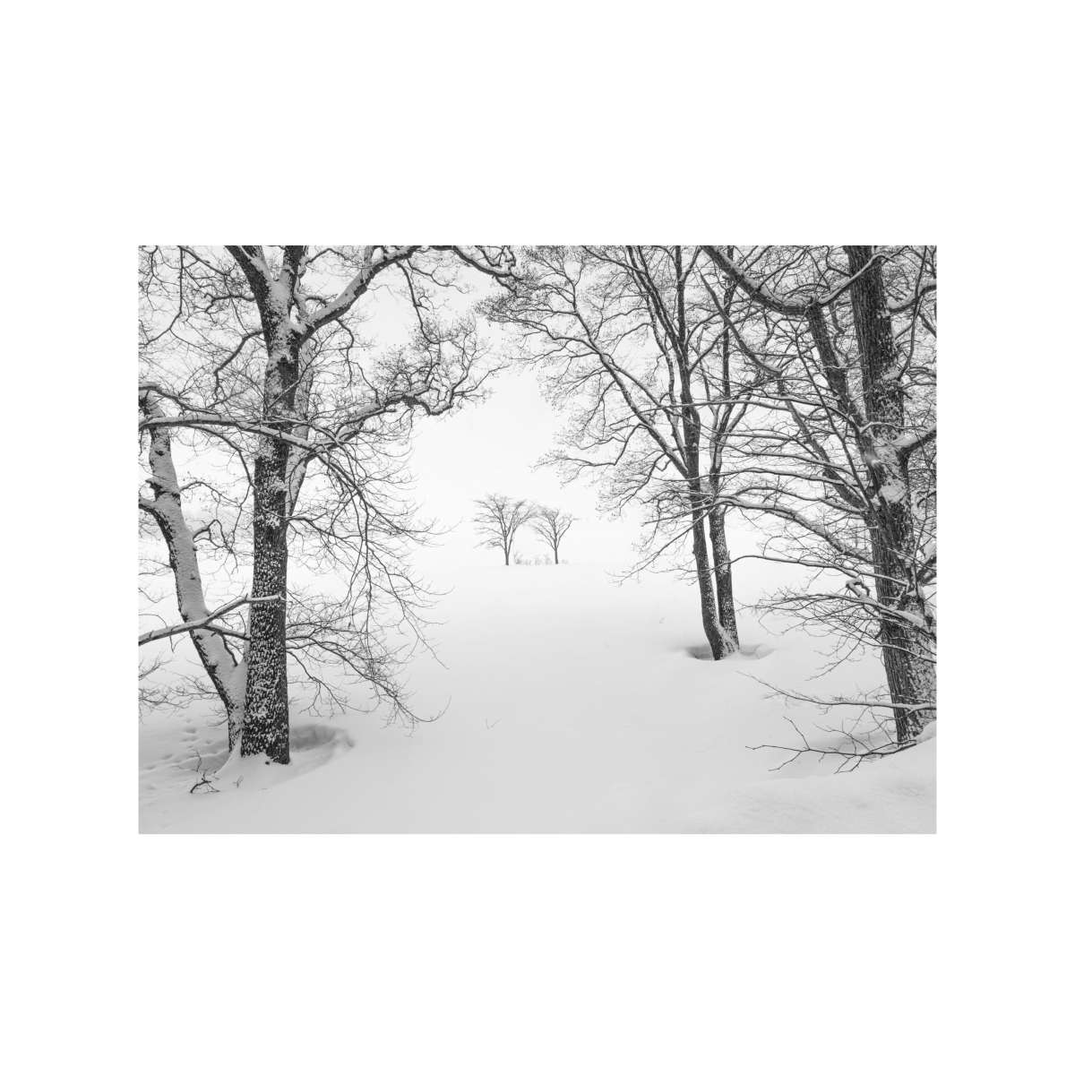 Two trees